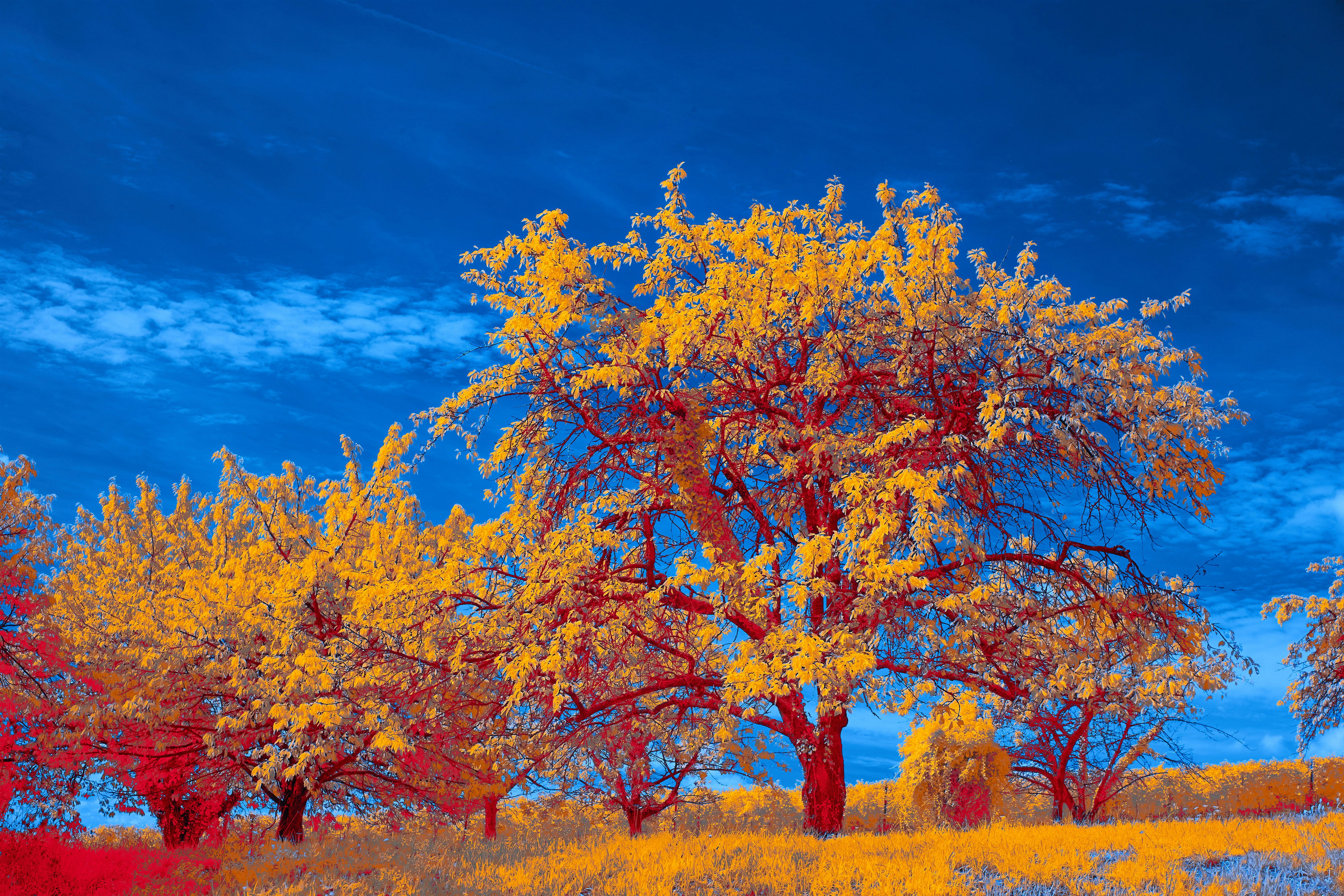 Photo by wolfgang_hasselmann