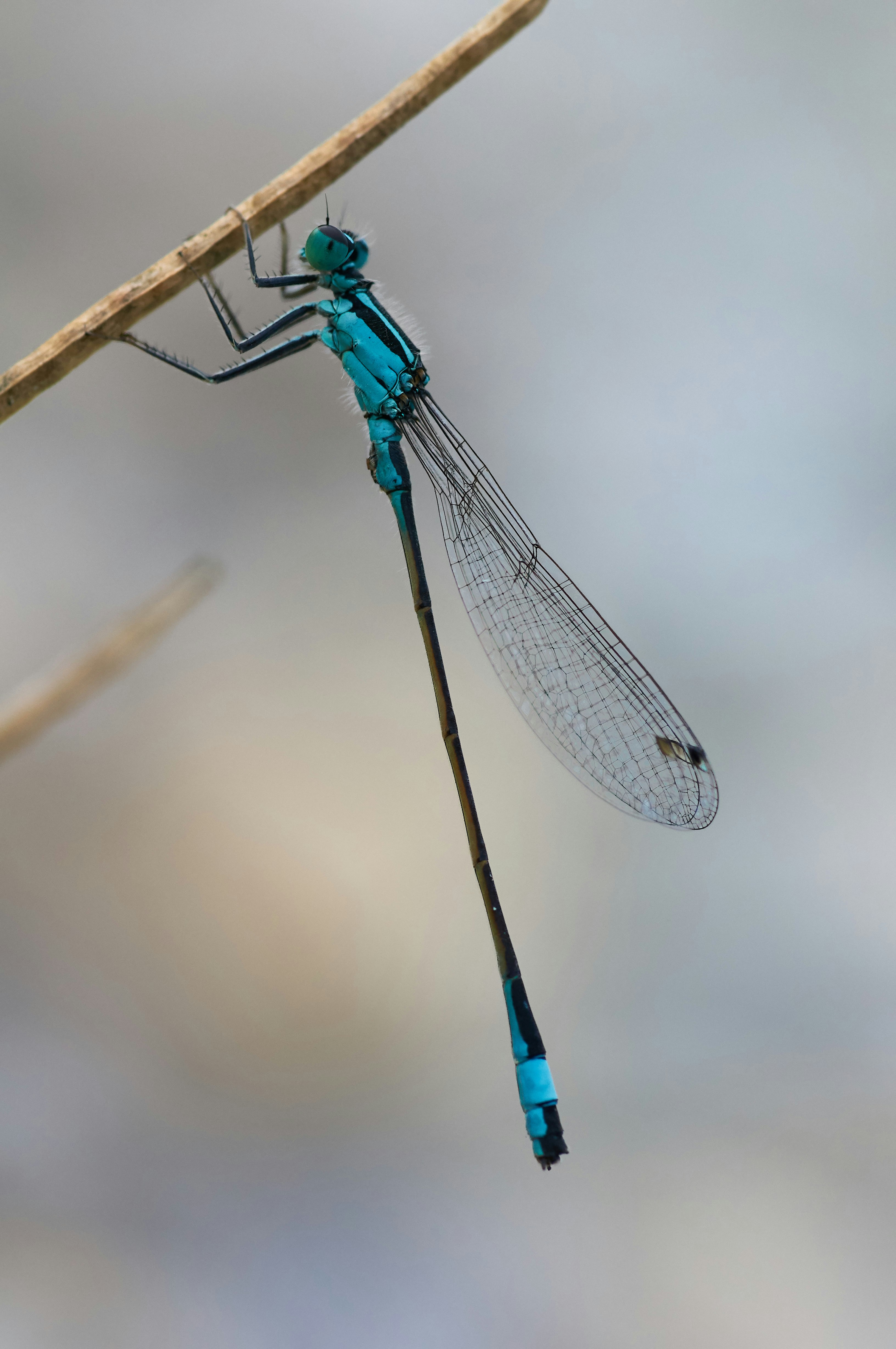 Photo by wolfgang_hasselmann