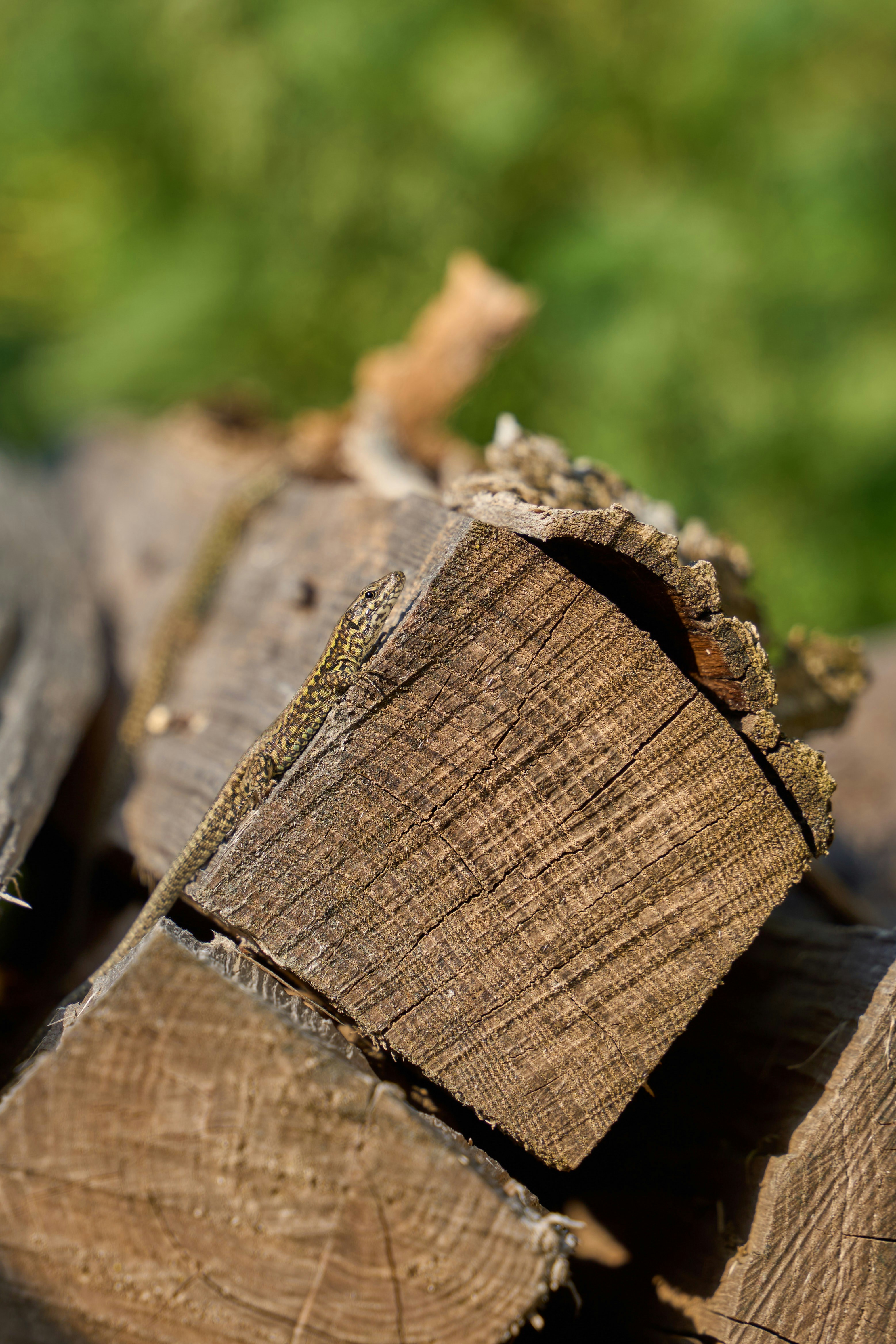 Photo by wolfgang_hasselmann