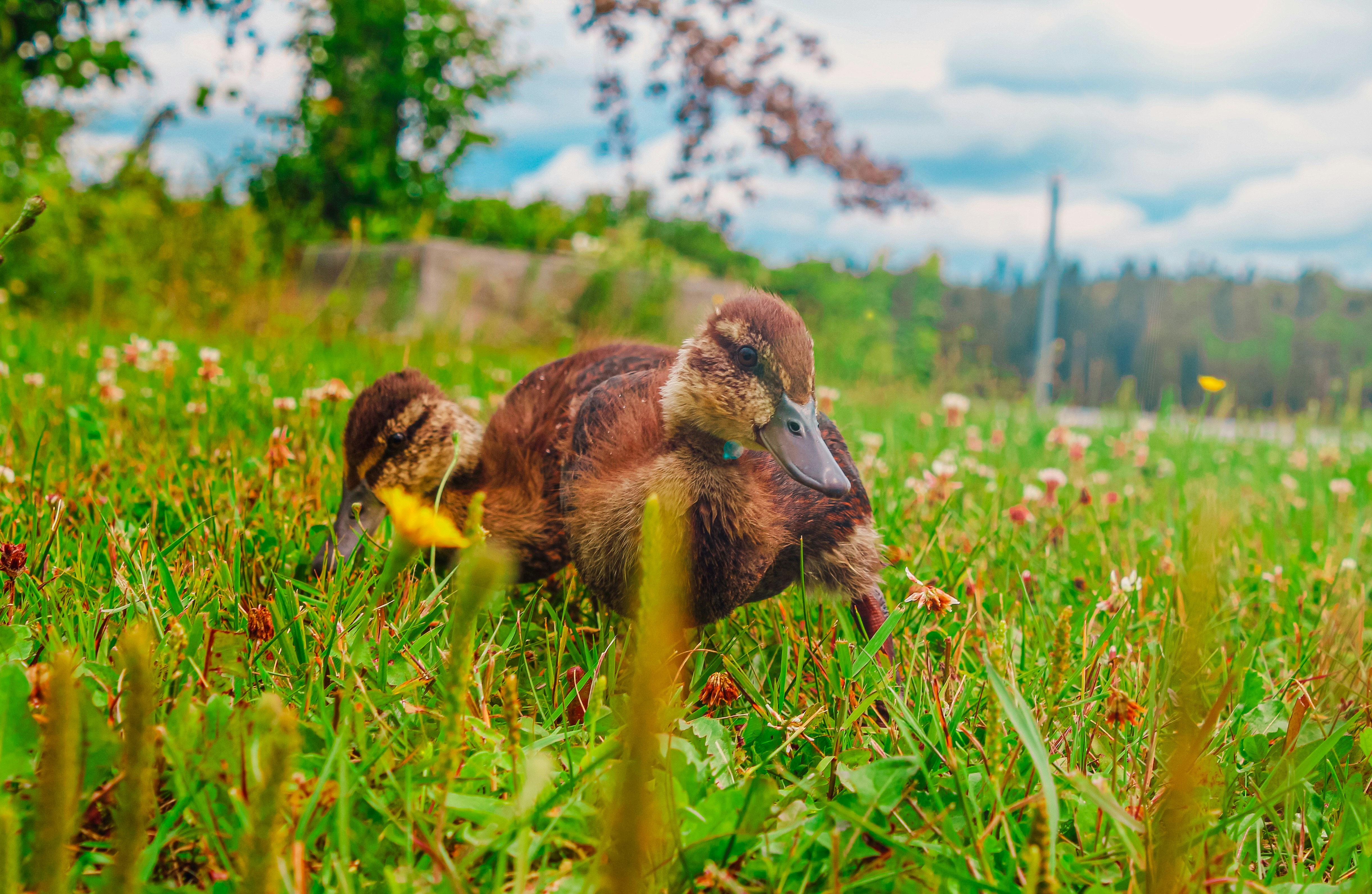 A stuffed animal sitting in the middle of a field