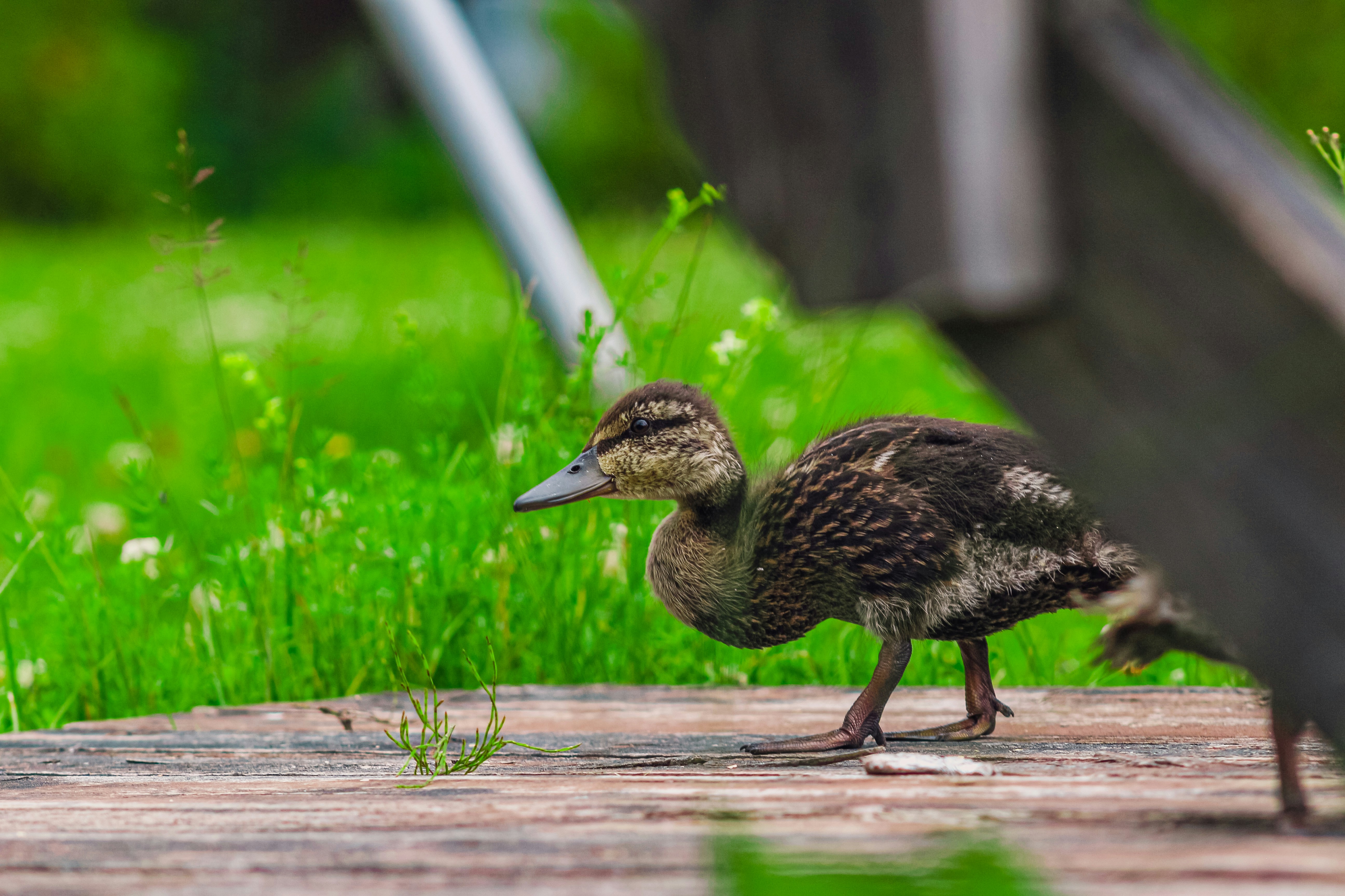 A small duck standing on a wooden deck