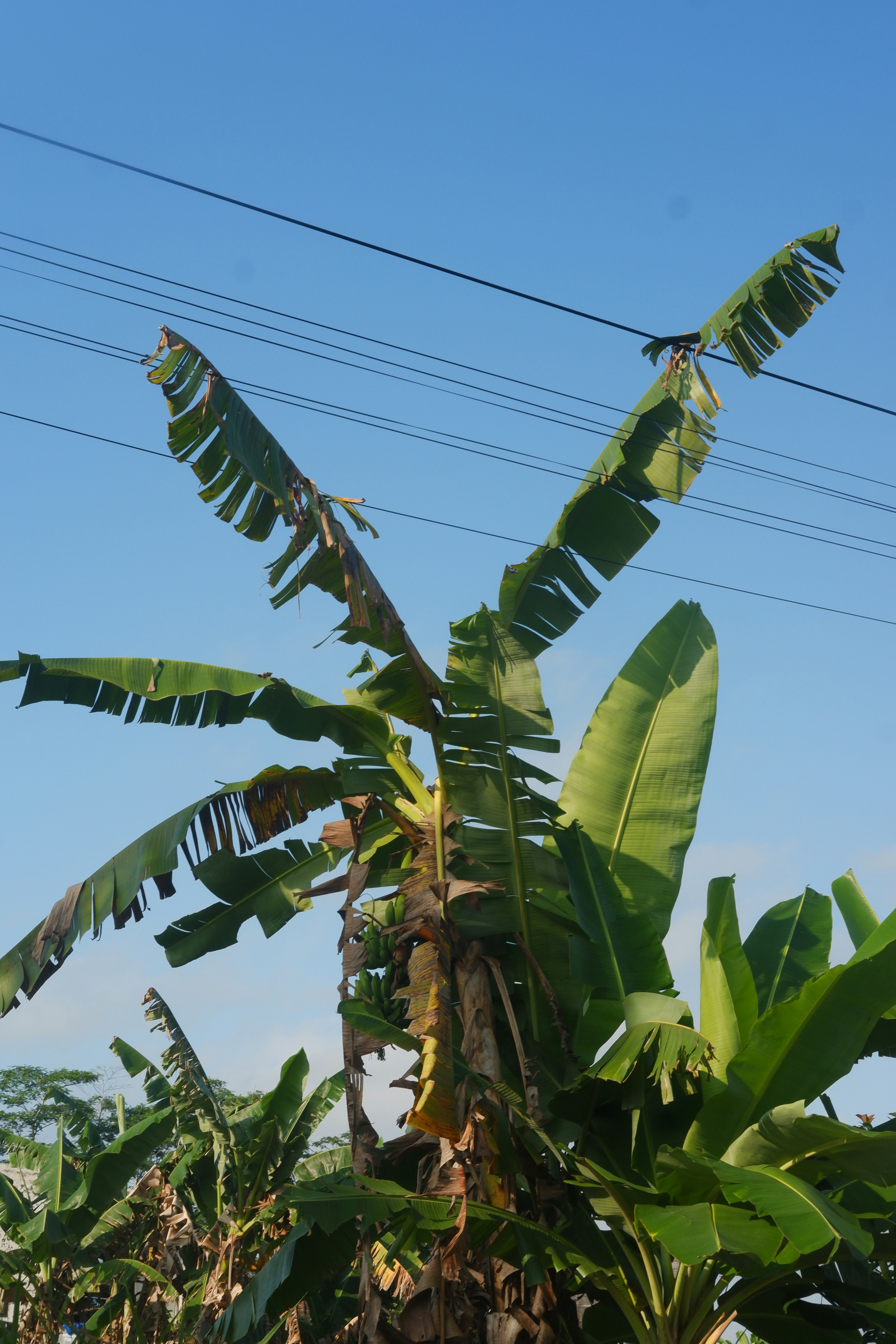 Photo by adityariyanh