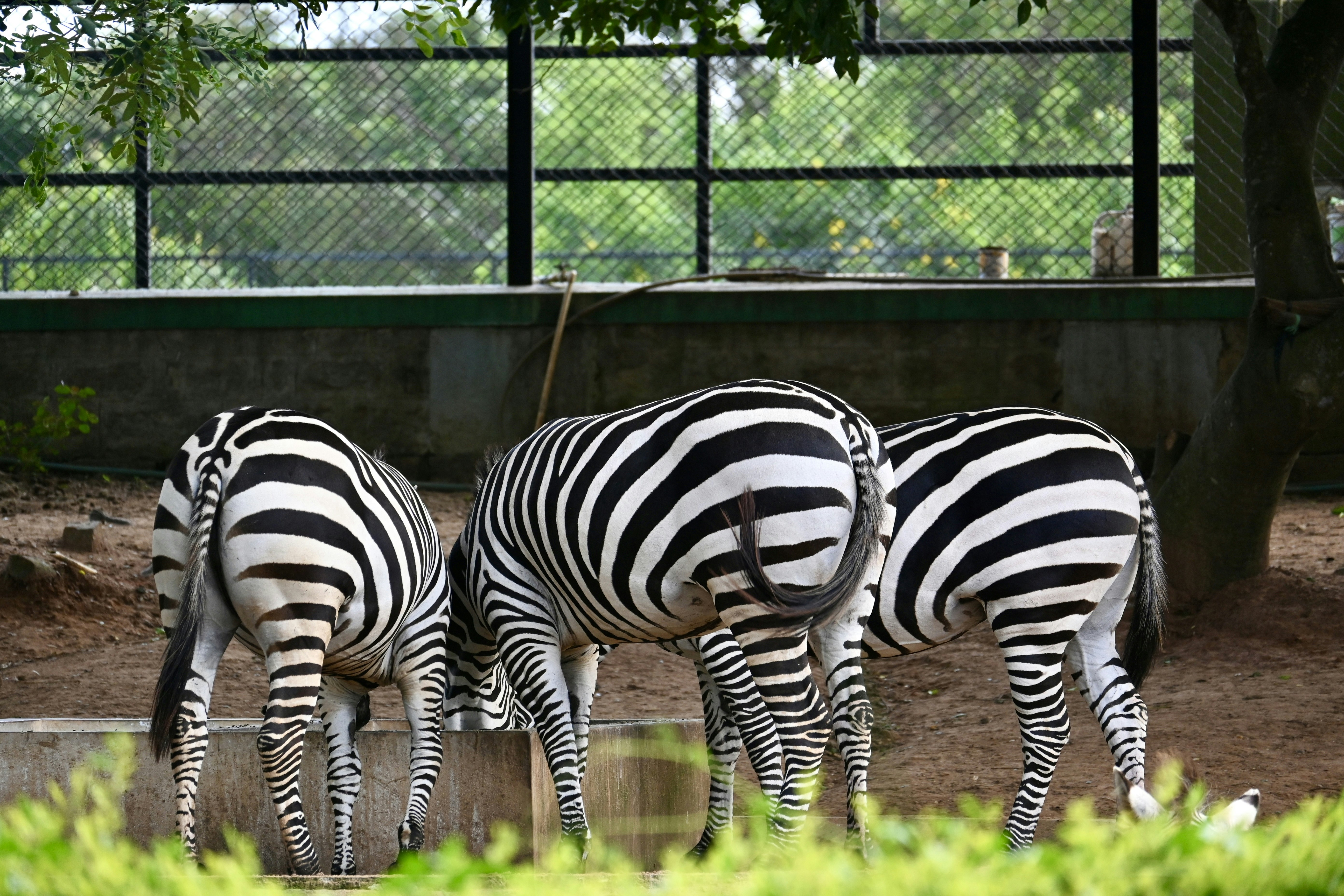 Noccalula Falls Petting Zoo