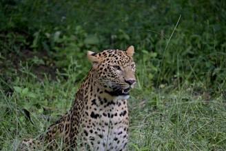 A leopard sitting in a field of tall grass