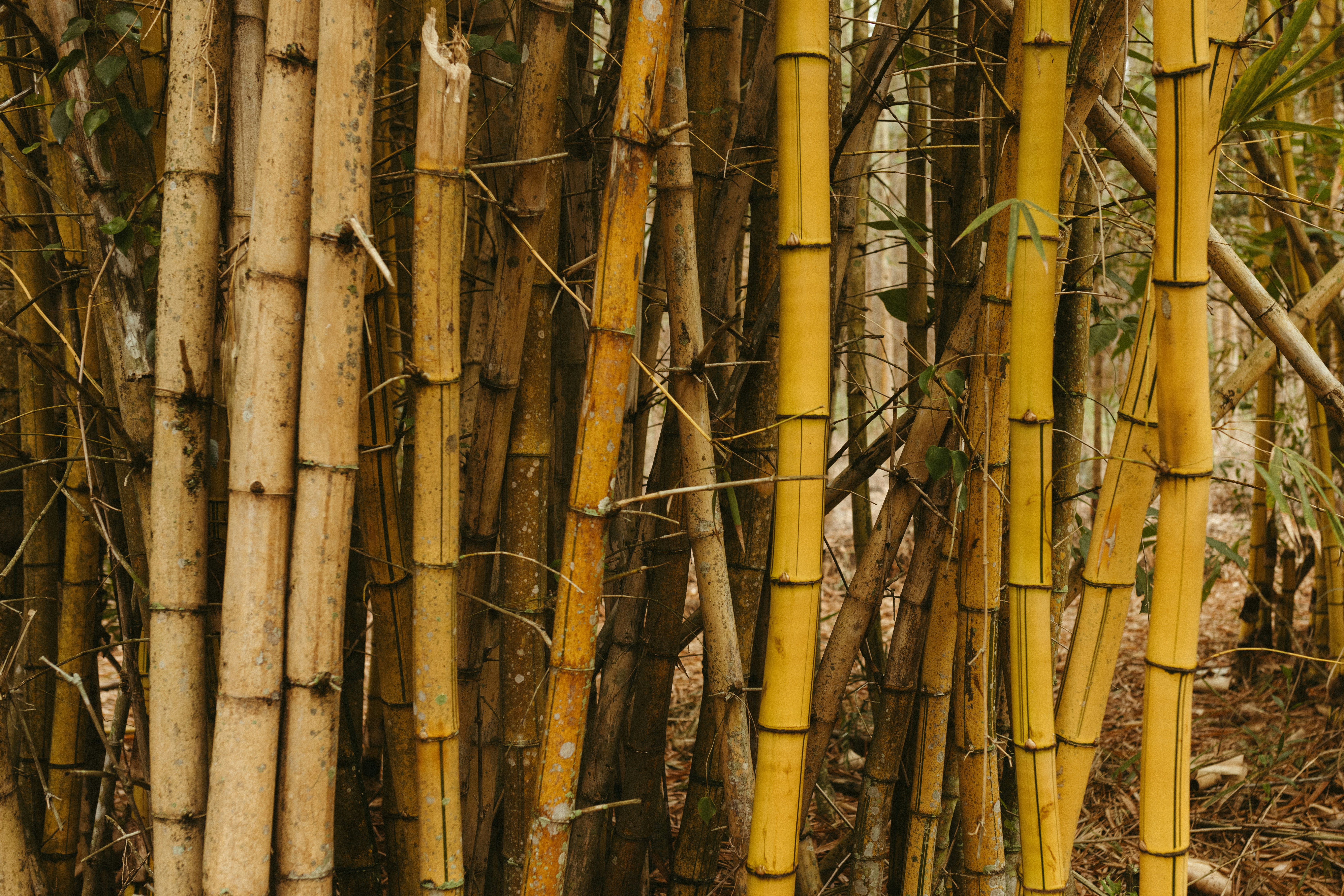 Photo by jonathanborba