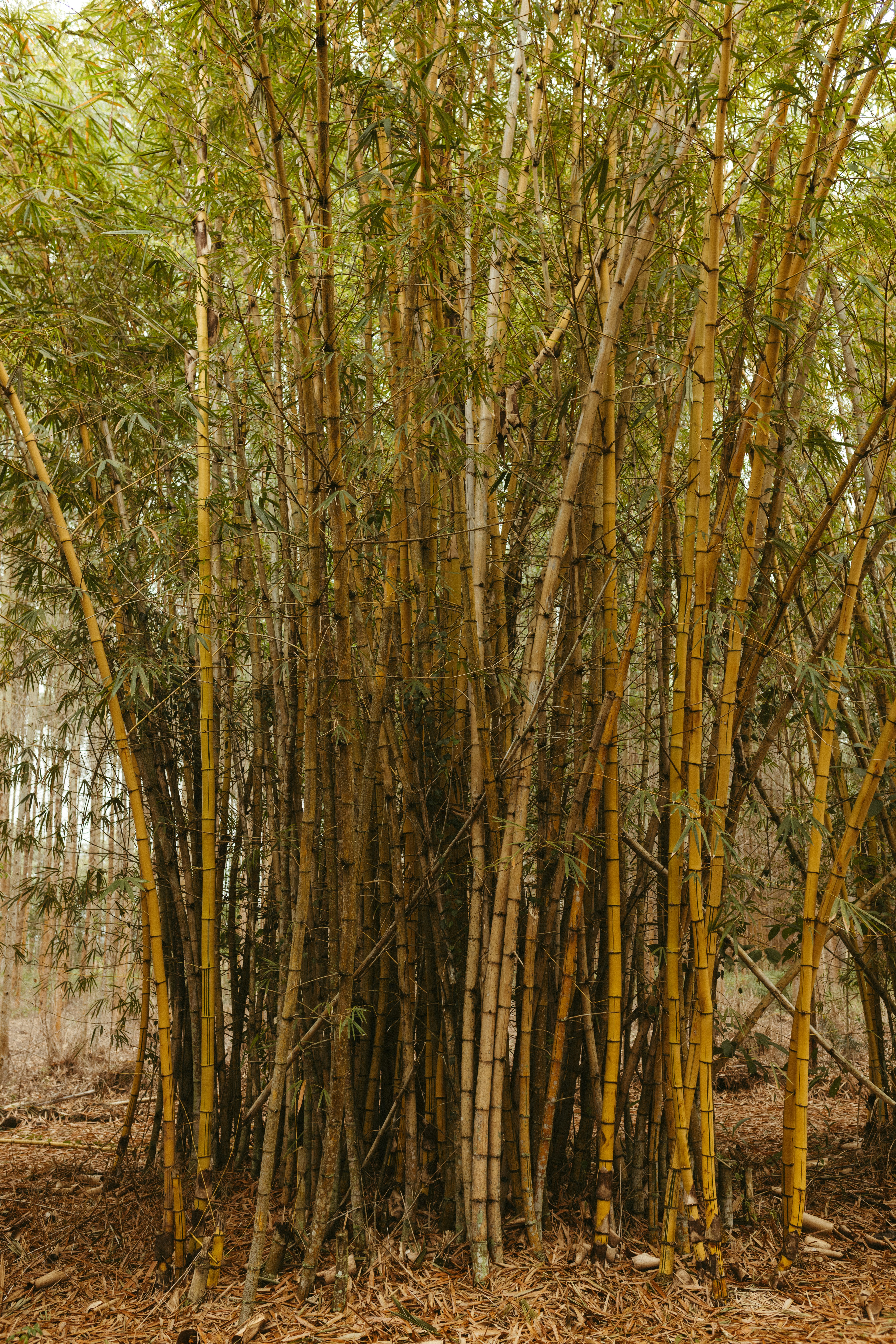 Eine Gruppe von Bäumen, die nebeneinander stehen