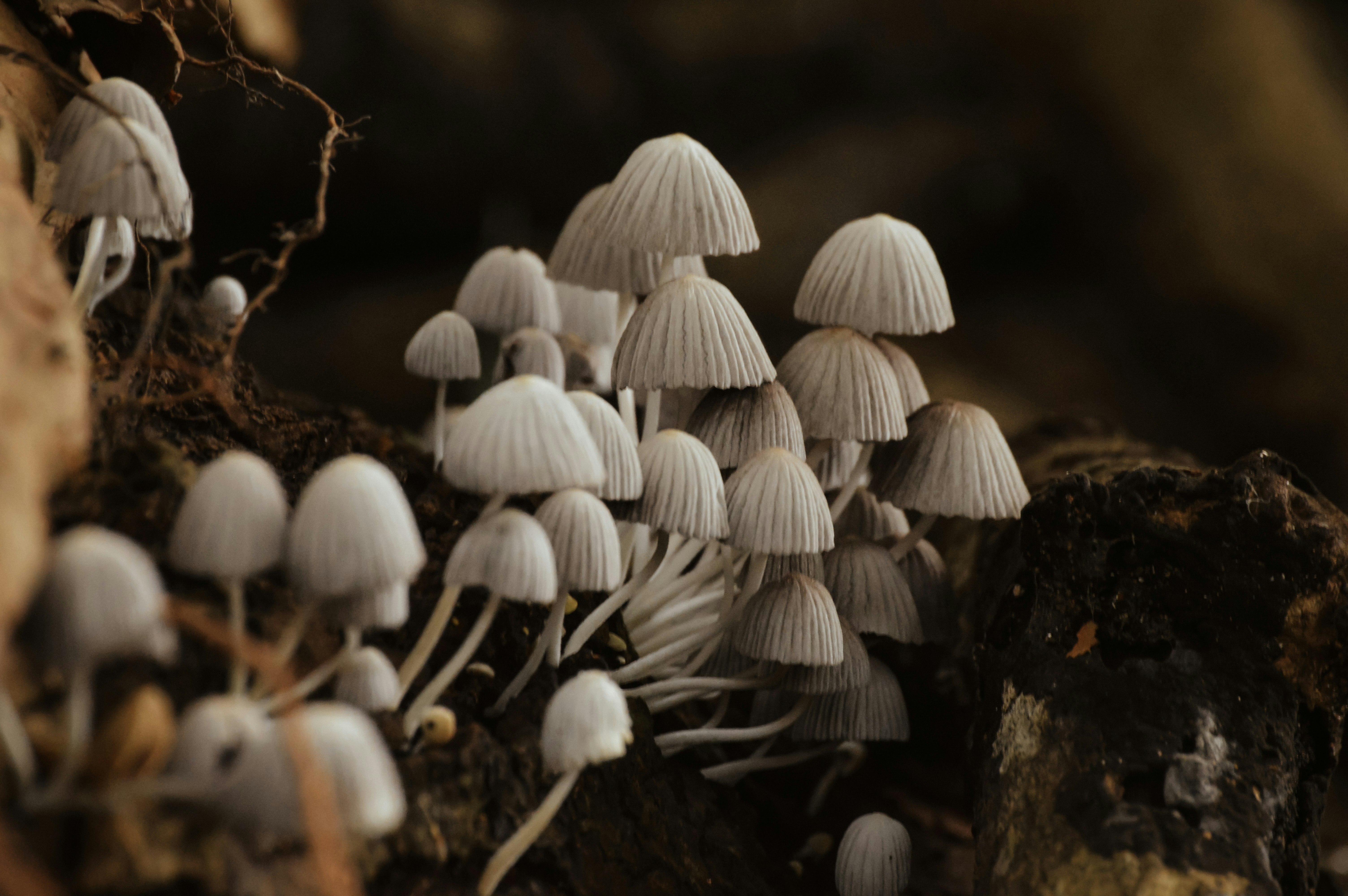 Photo by jithinvijayamohanan