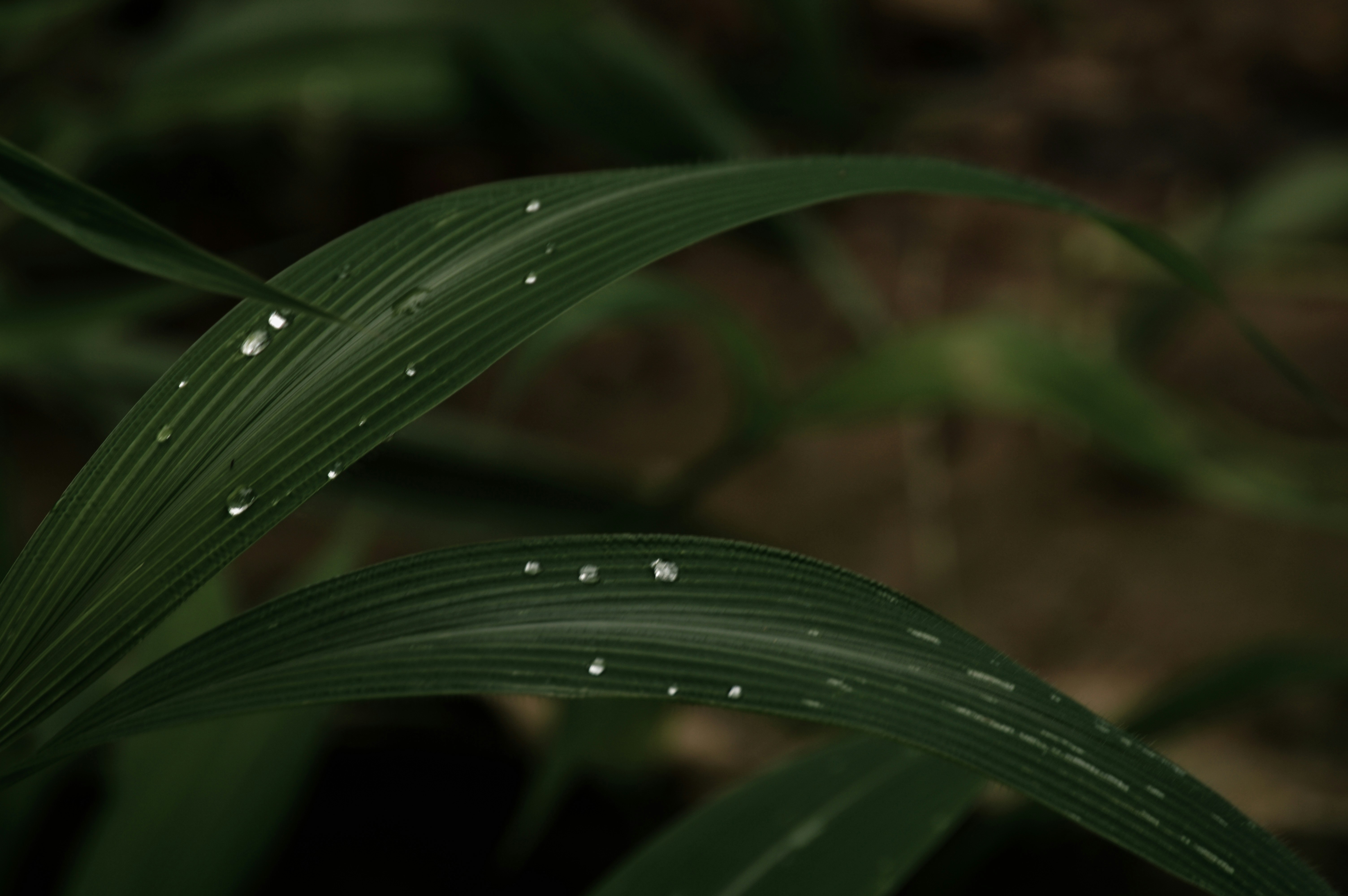 Photo by jithinvijayamohanan