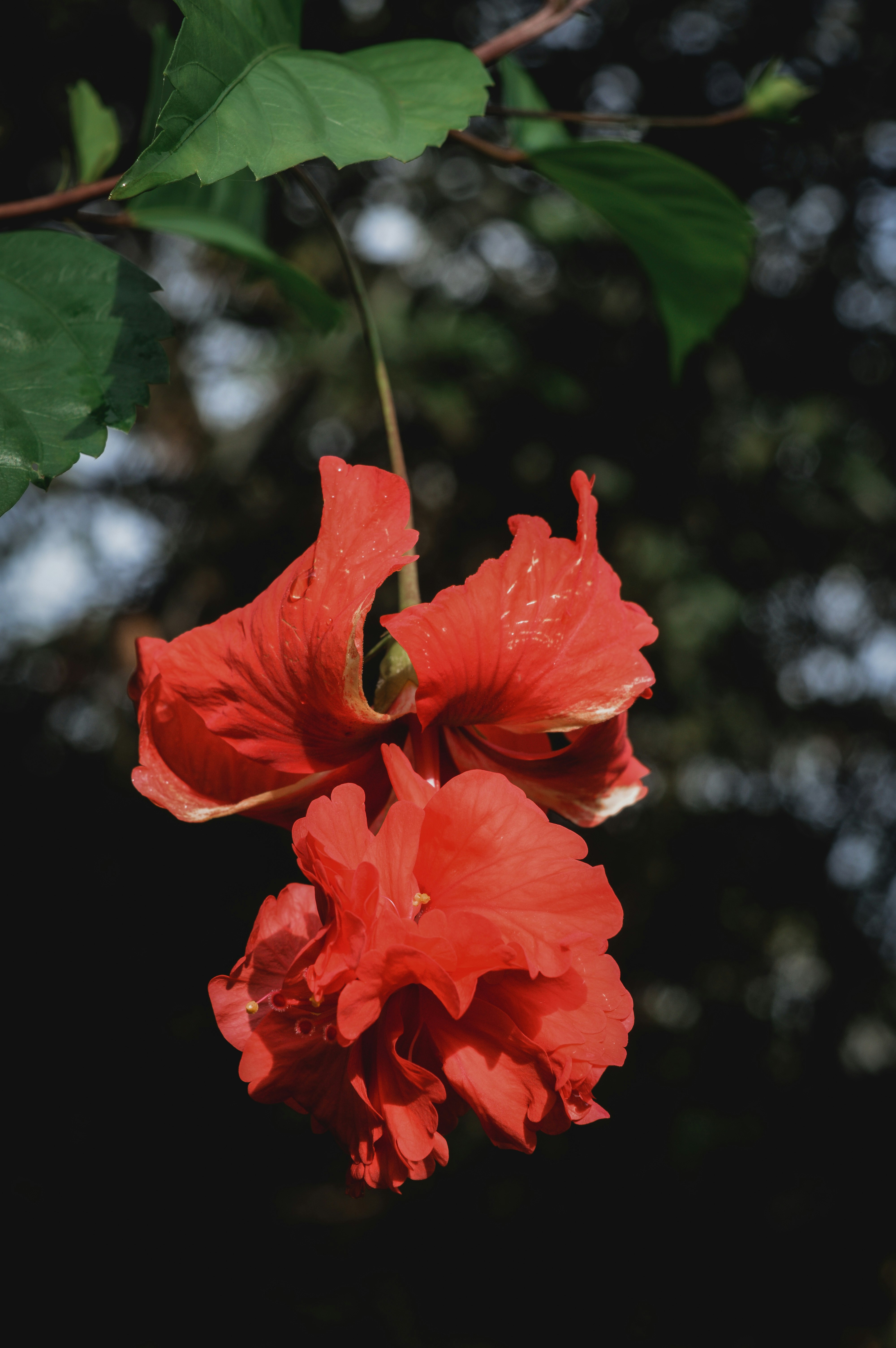 Photo by jithinvijayamohanan