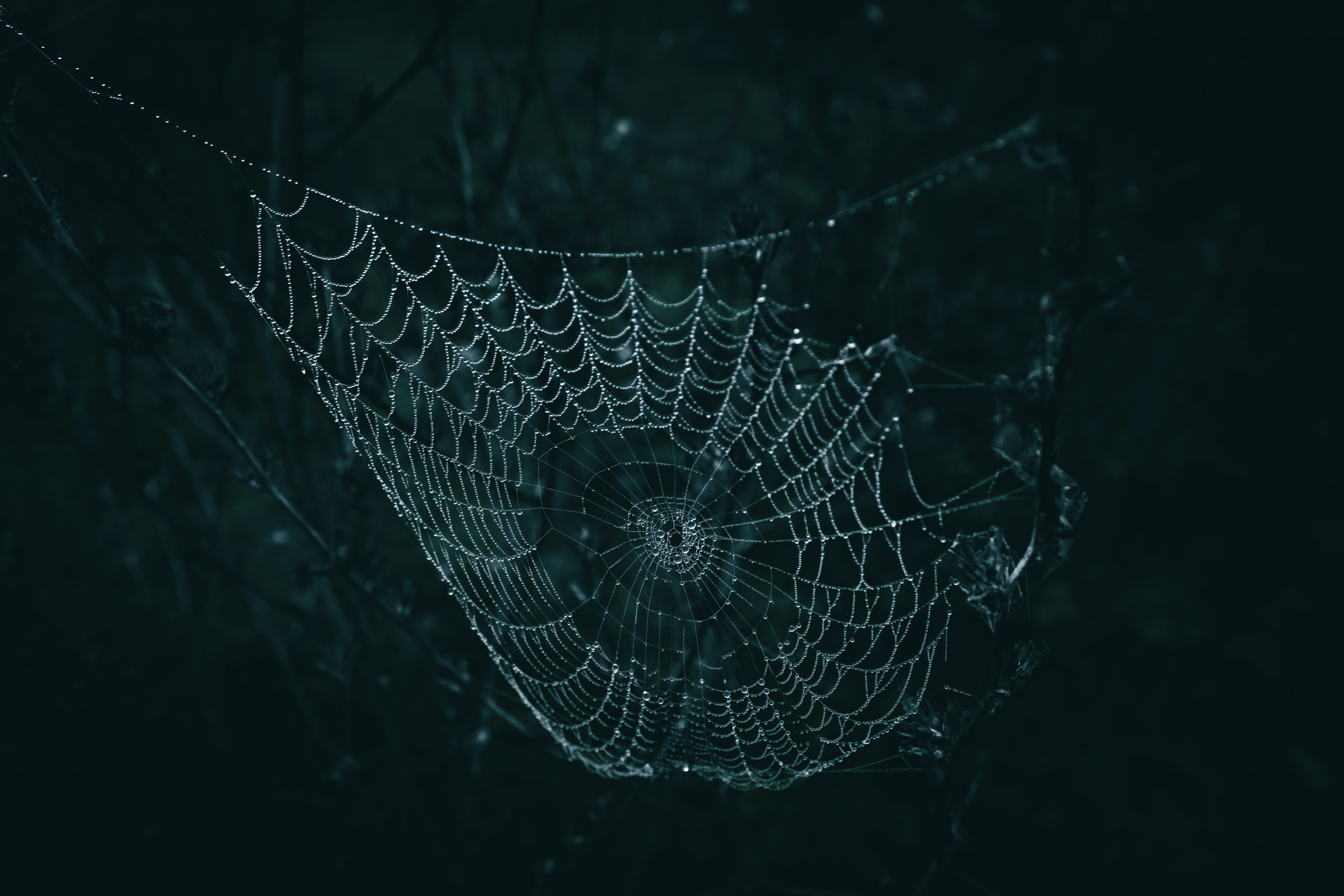 A close up of a spiderweb with rain drops, on the meadow