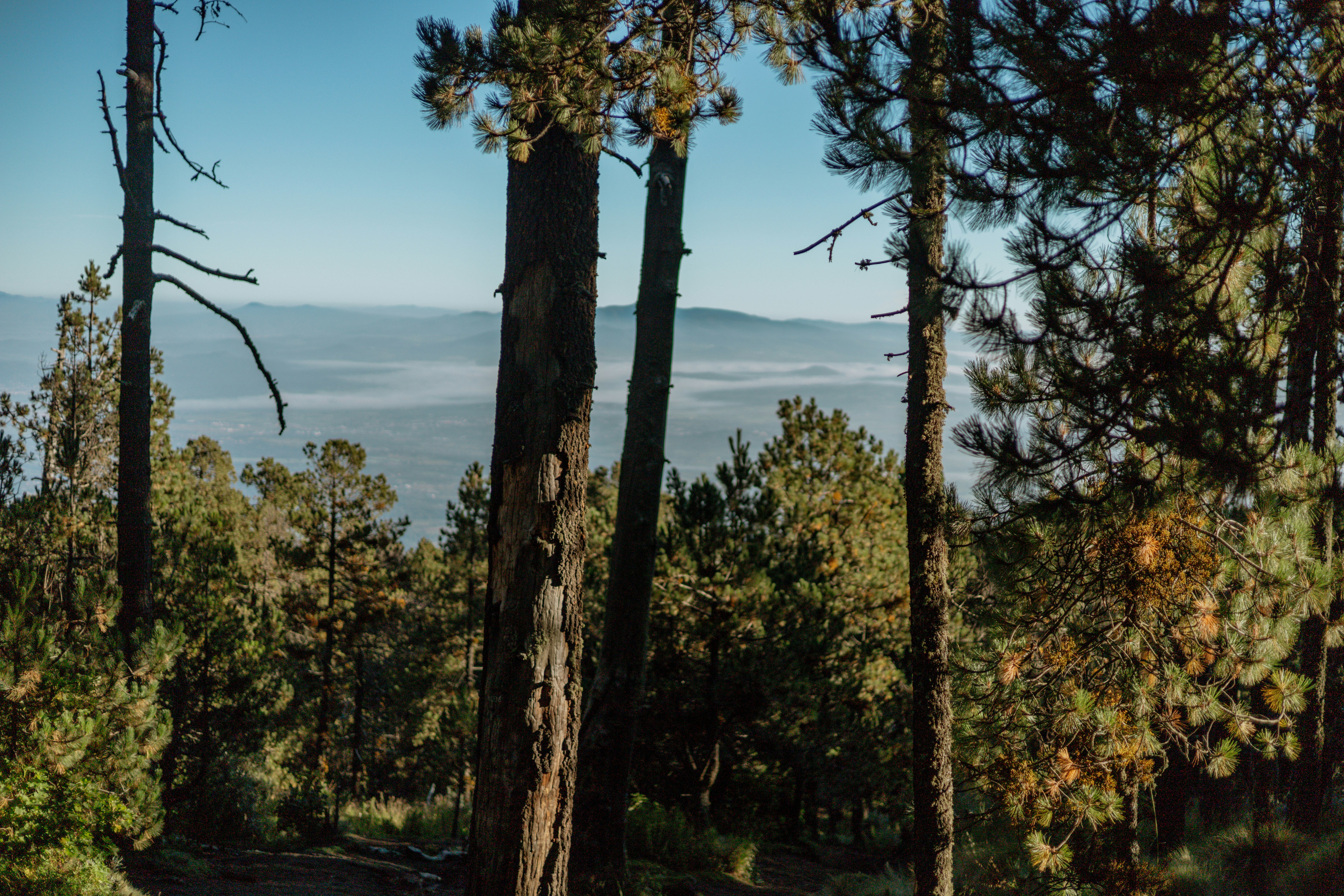 A view of the ocean through the trees photo – Free Forest Image on Unsplash