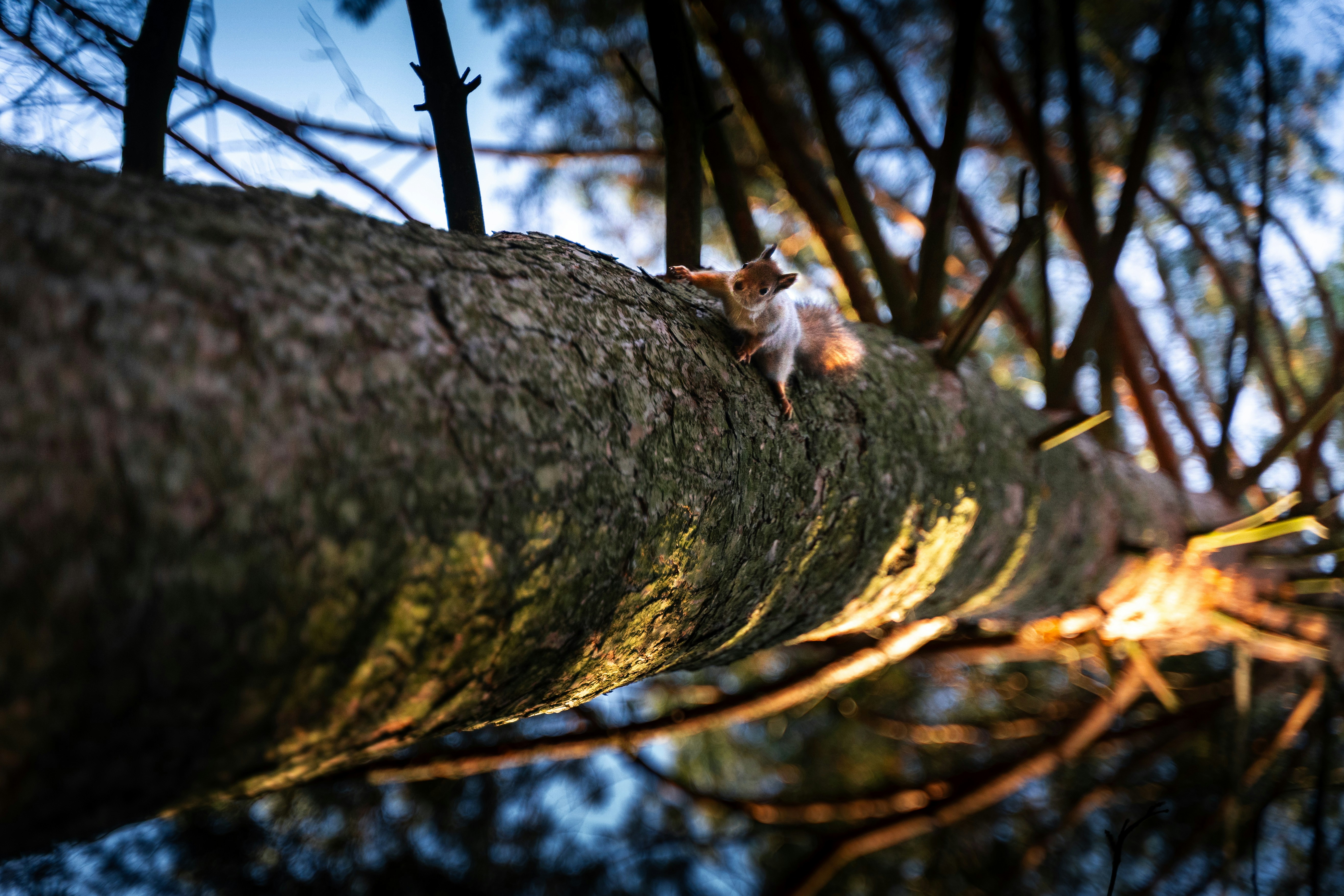 A close up of a tree trunk with a sky in the background