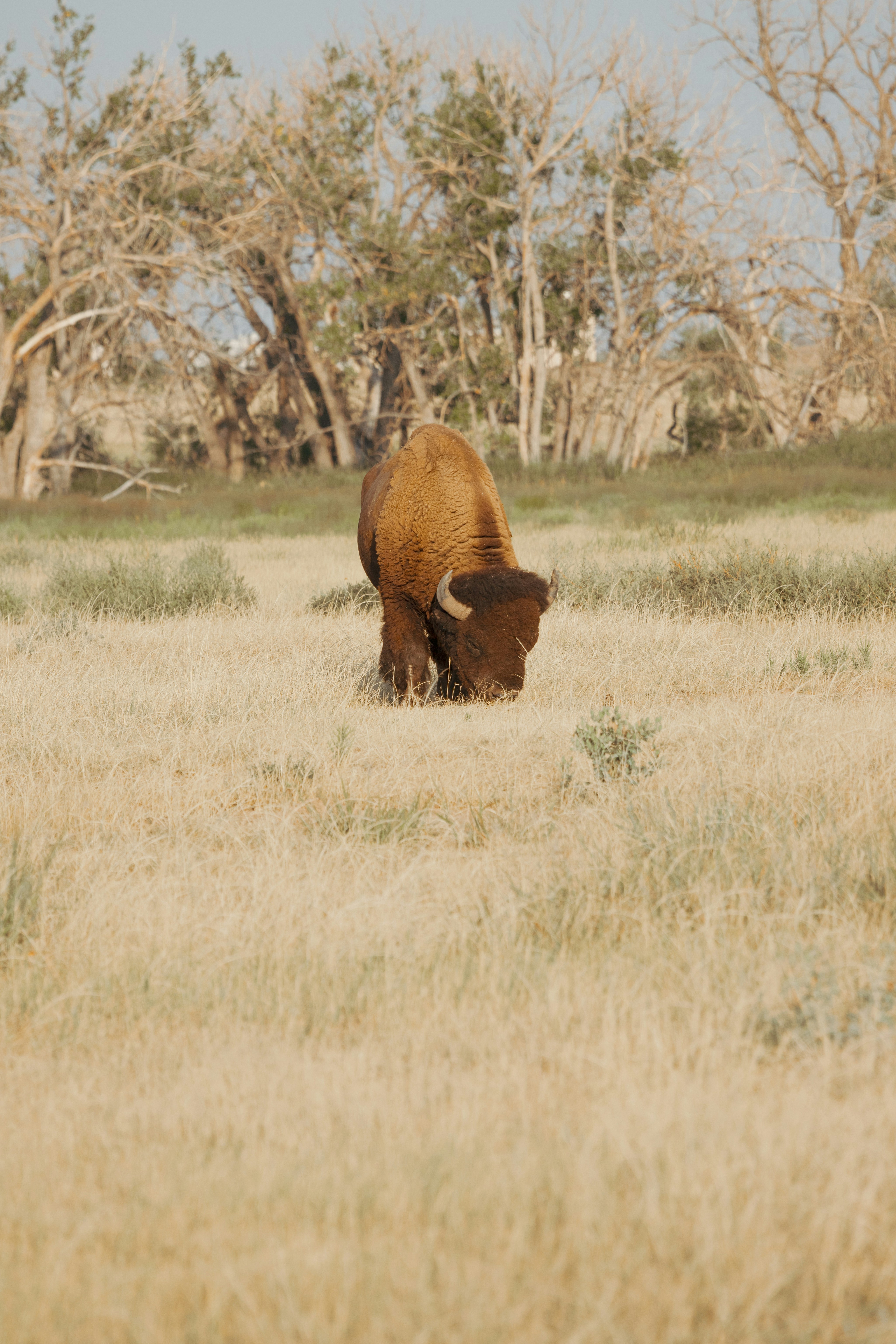 From Near Extinction to National Treasure (image credits: unsplash)