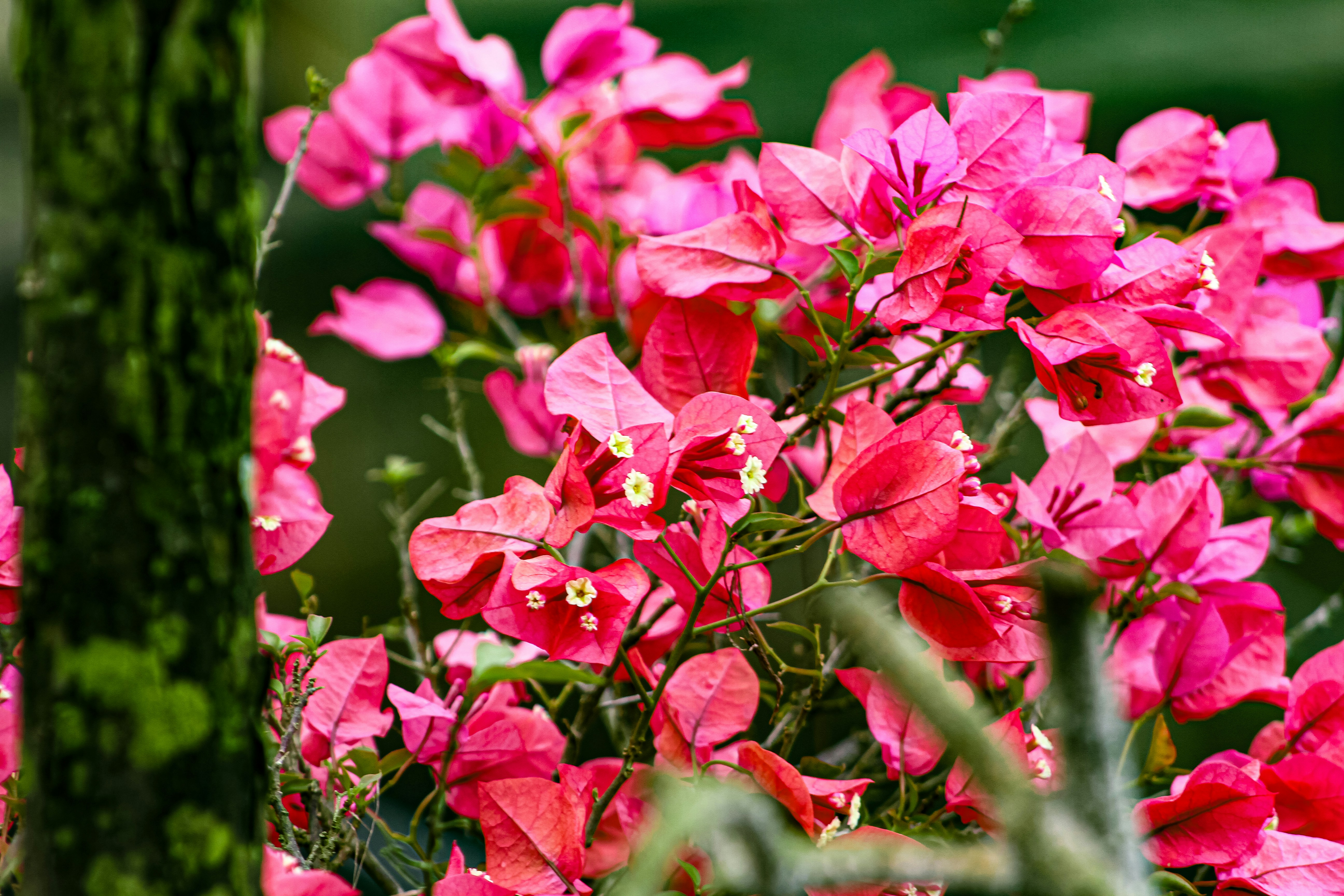 Photo by najoi_designer