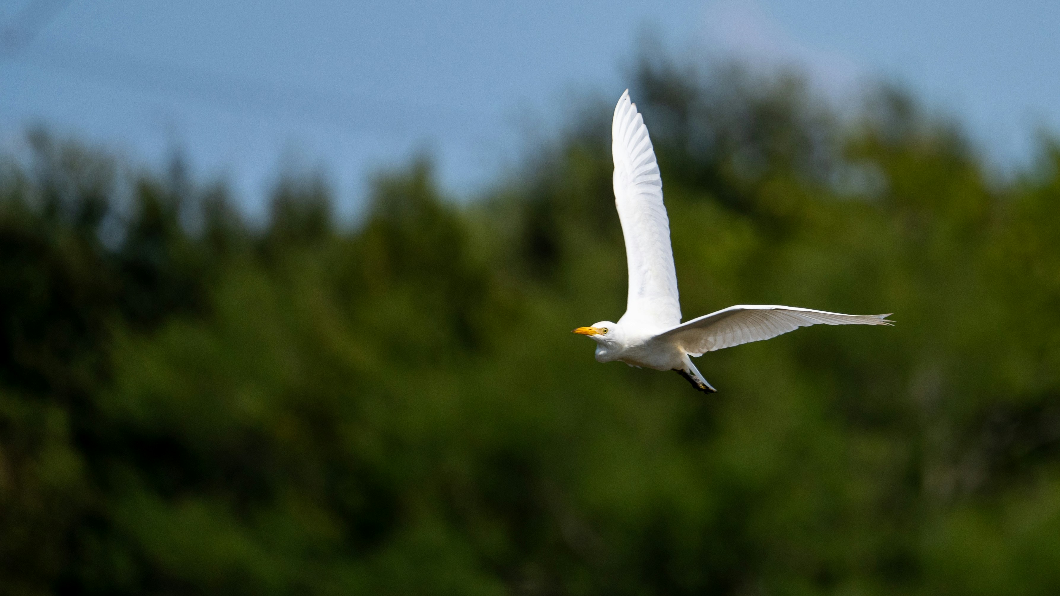 Photo by tobydagenhart