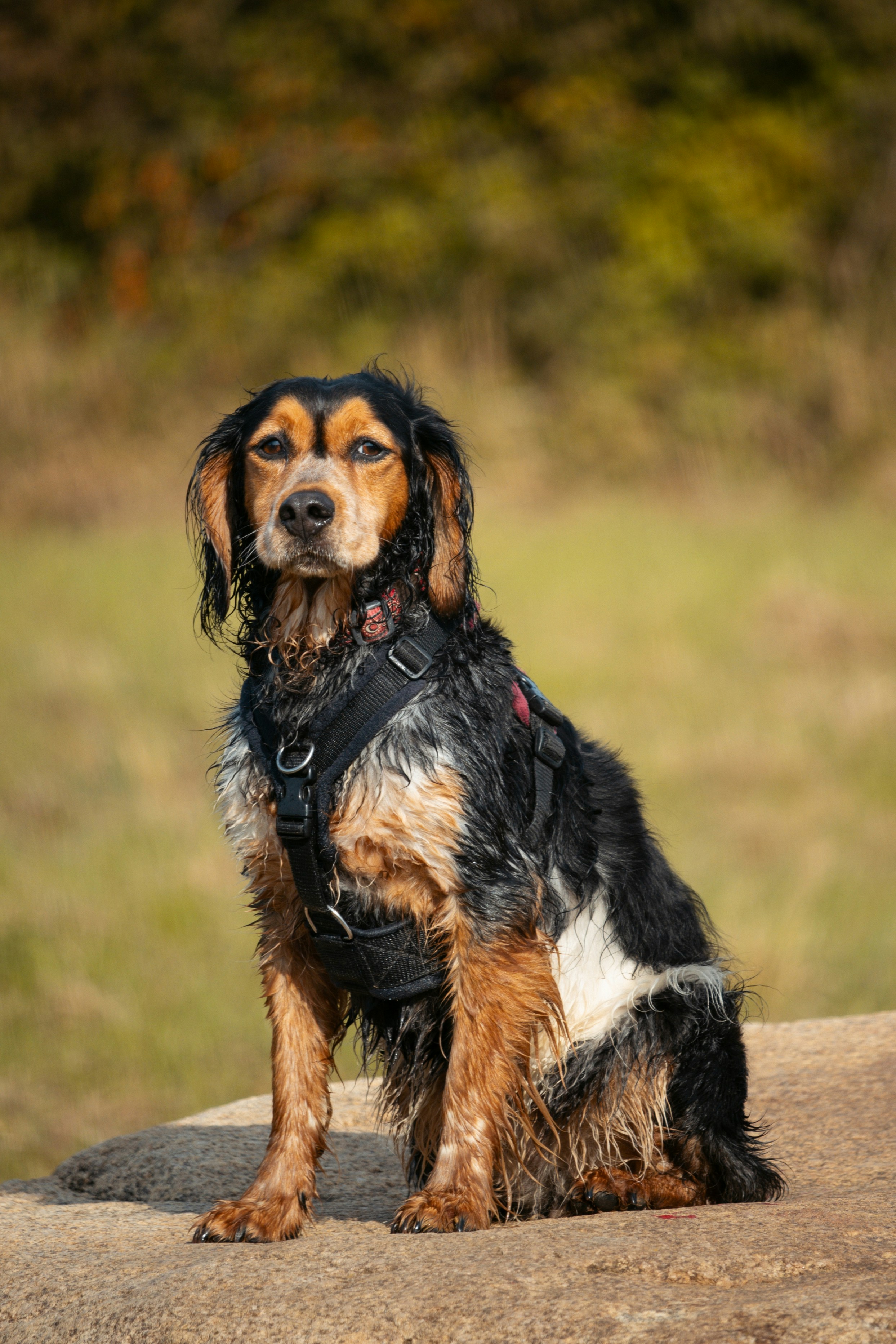 岩の上に座っている茶色と黒の犬