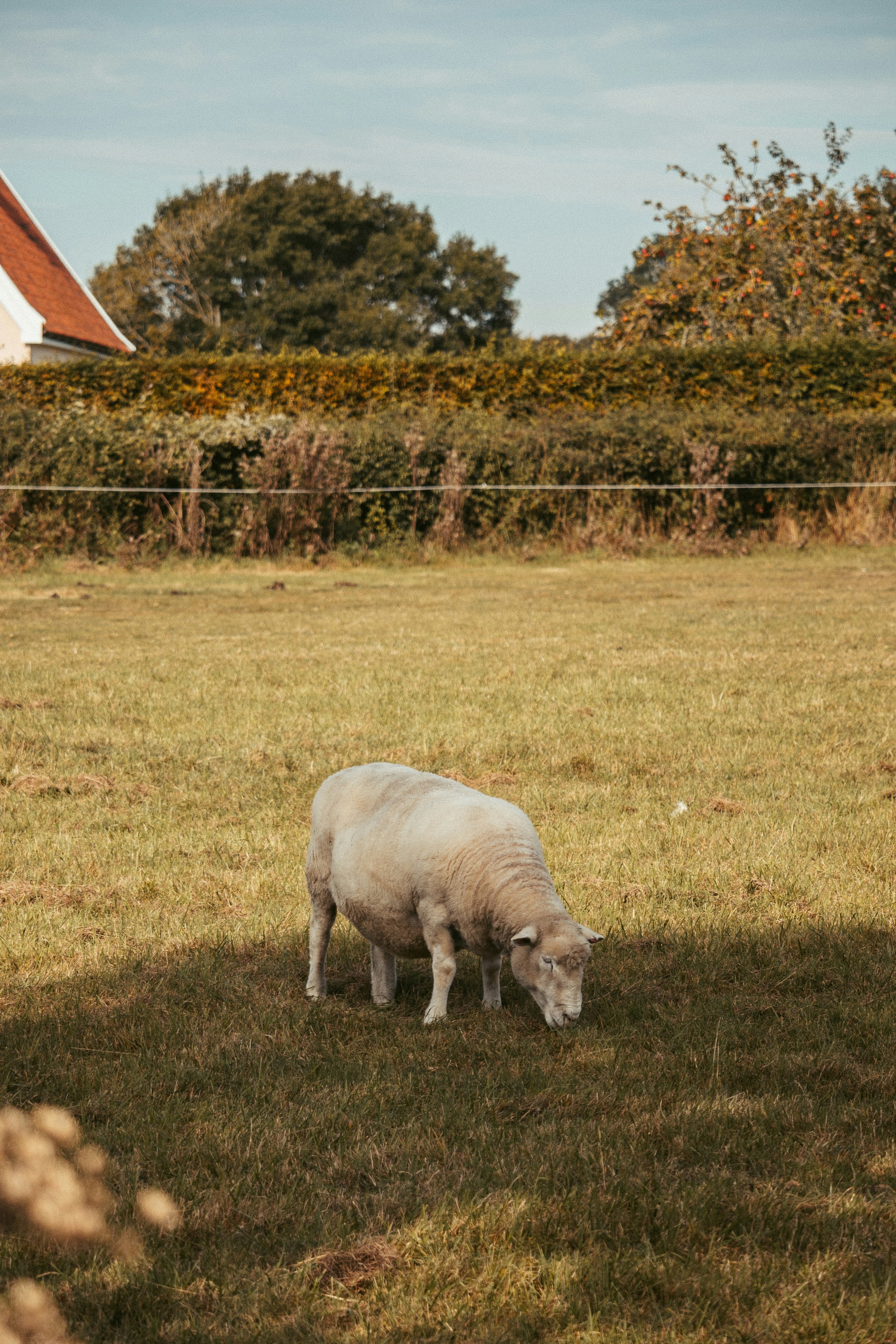 A sheep grazing in a field next to a house