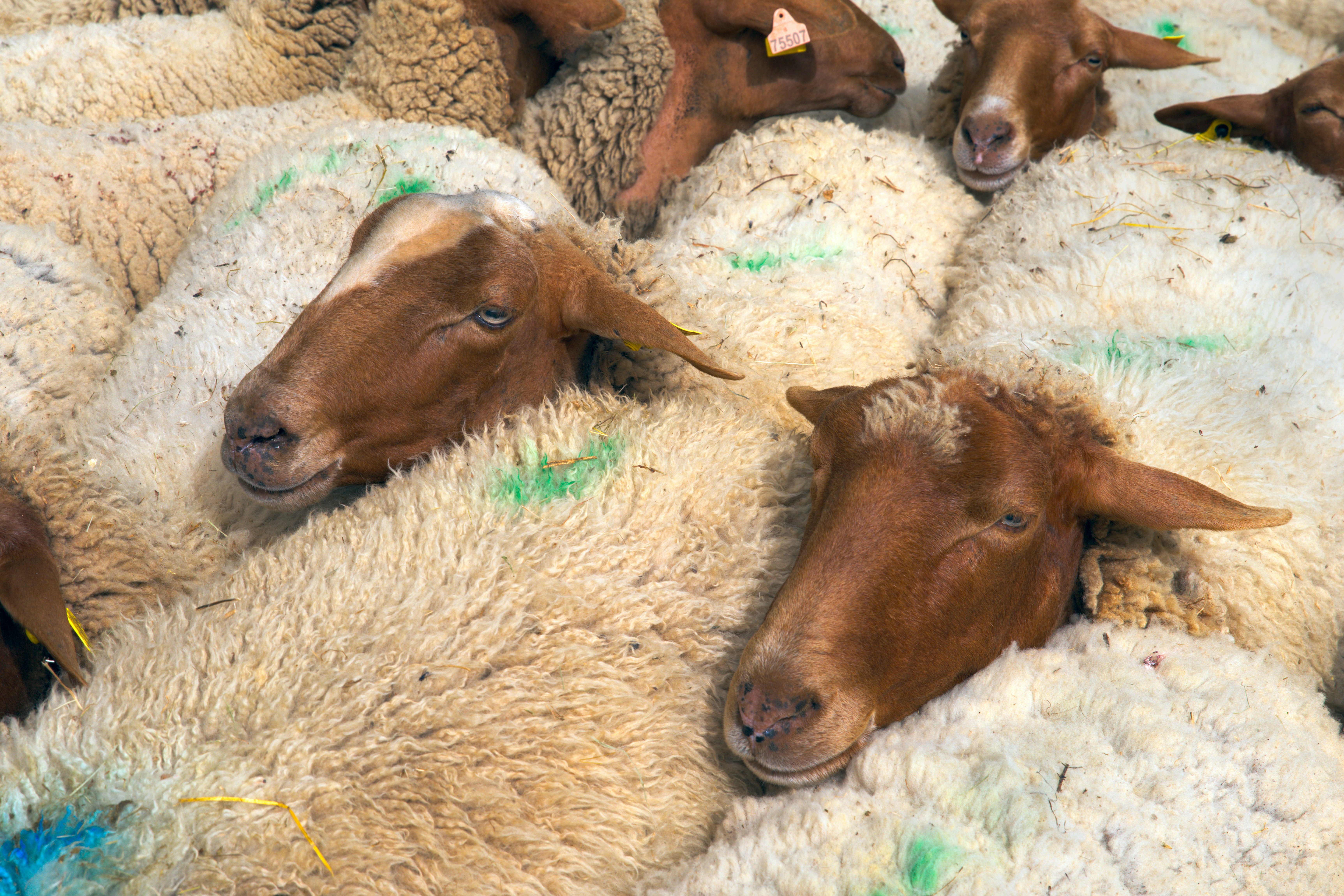 A herd of sheep laying on top of each other