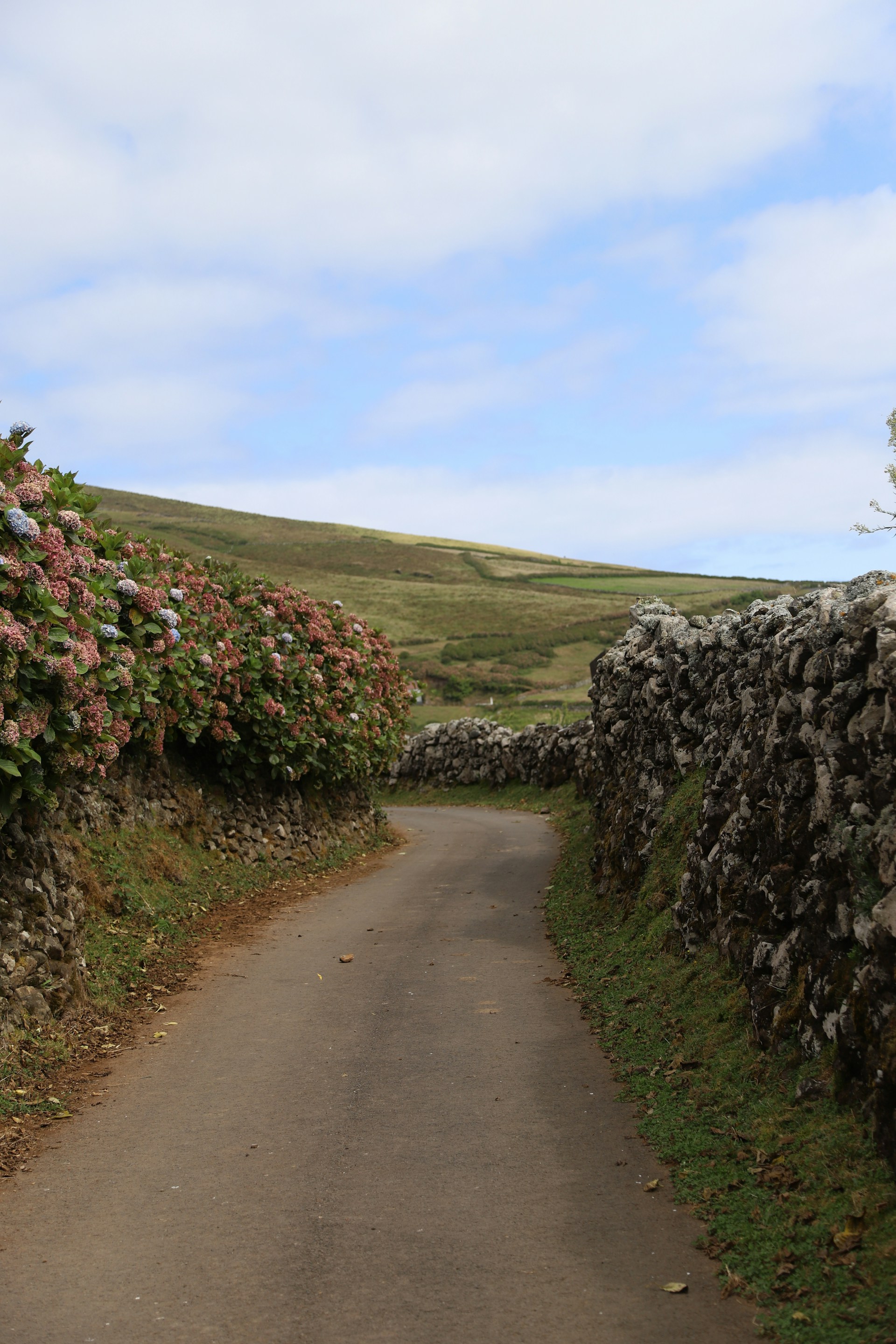 A road with a stone wall and flowers on the side