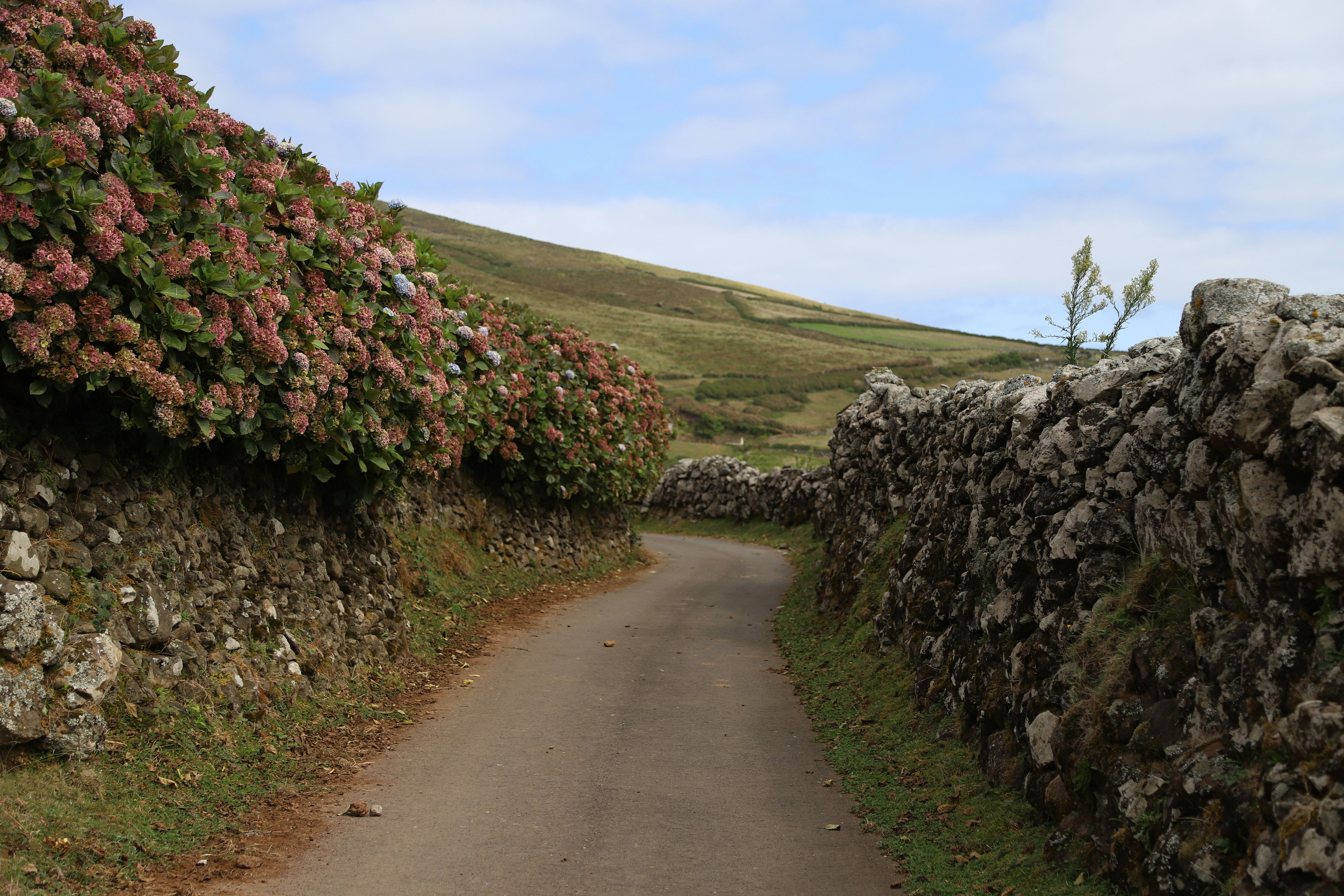 A dirt road with a stone wall next to it