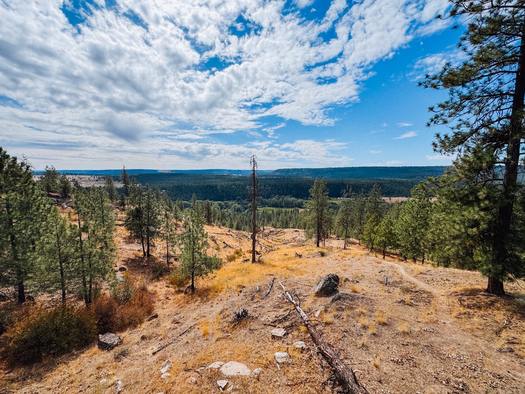 A dirt road surrounded by trees under a blue sky,