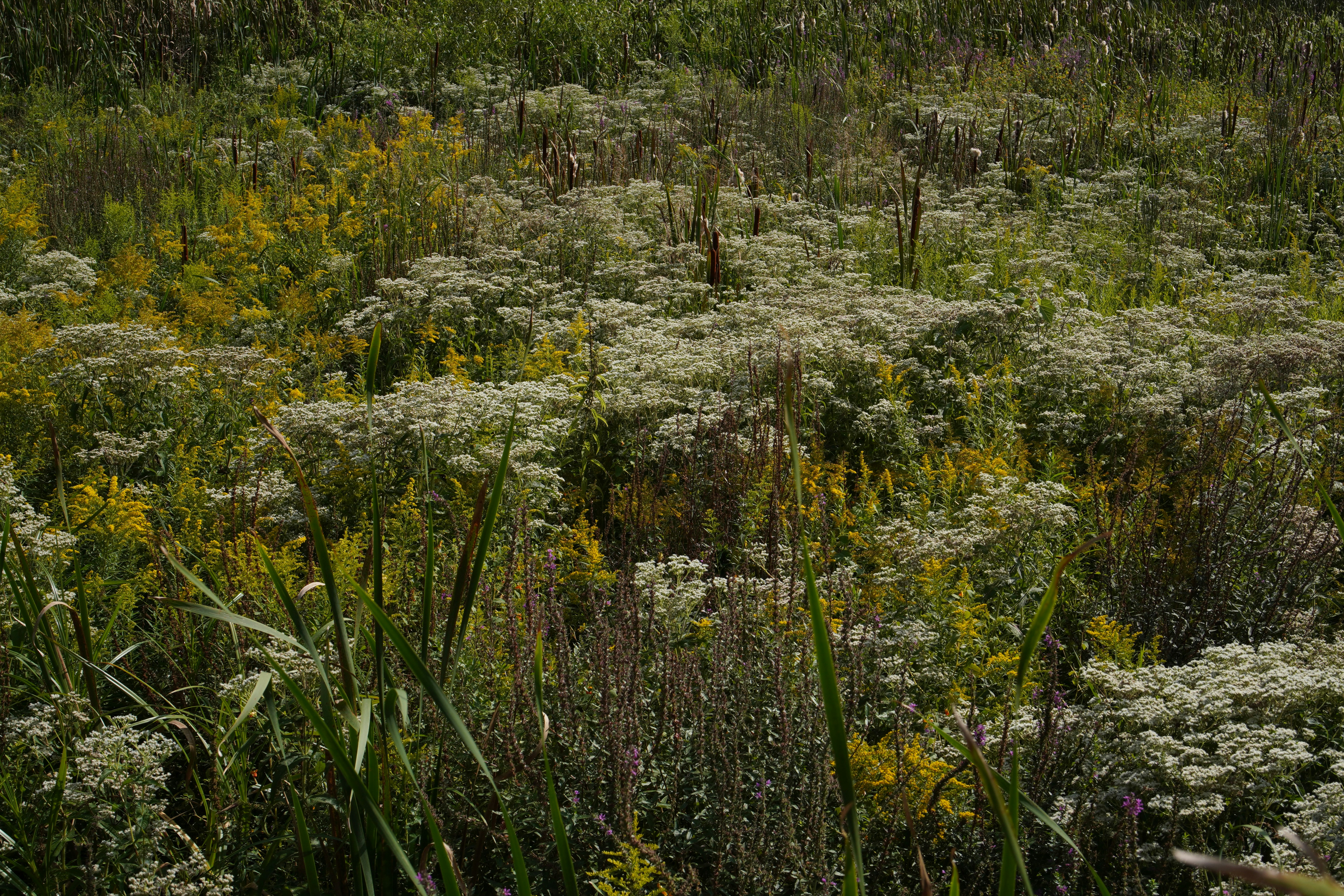 A field full of wildflowers and other plants