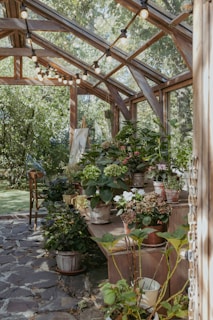 A bunch of potted plants in a greenhouse
