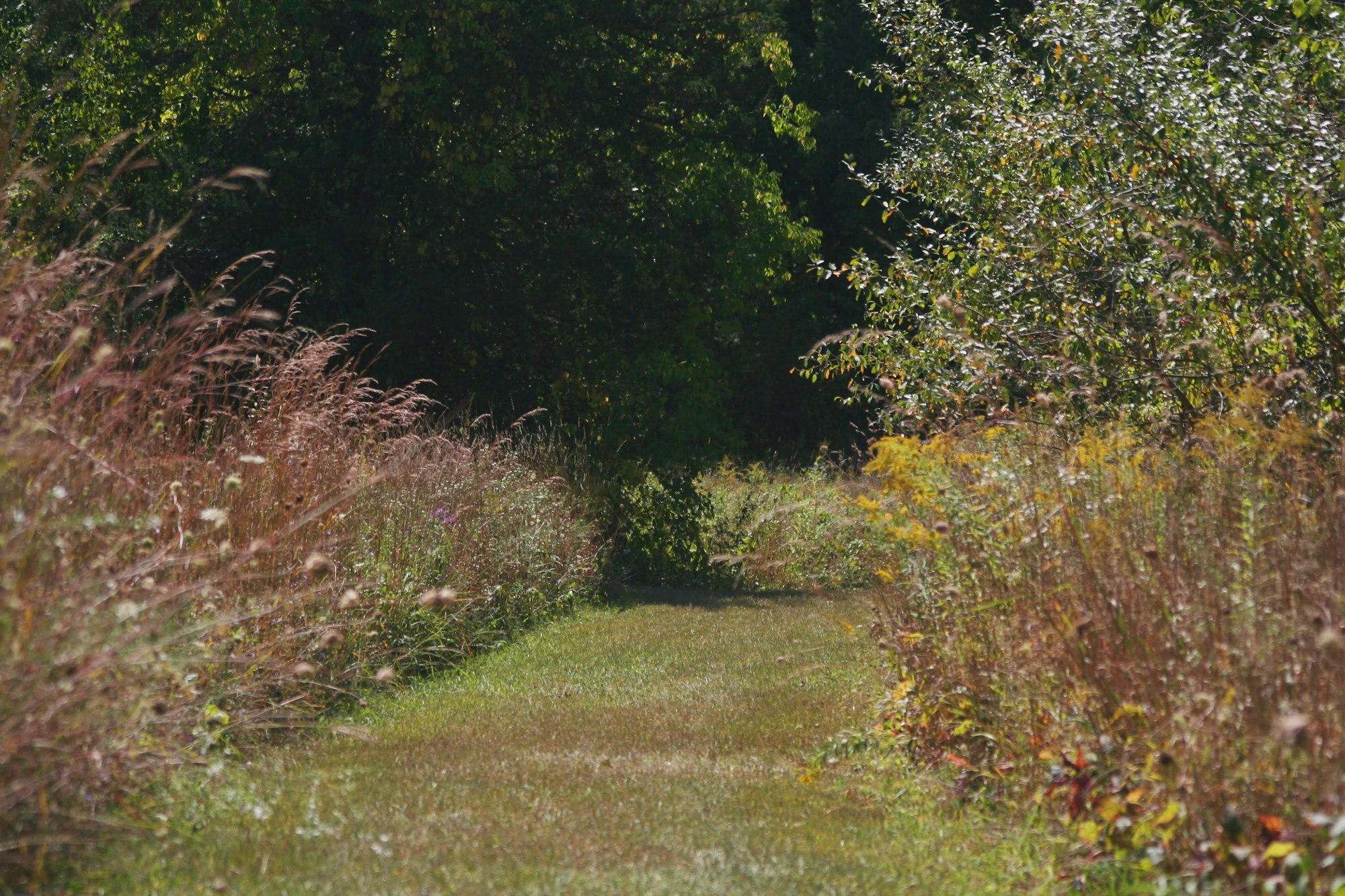 A dirt road surrounded by tall grass and trees