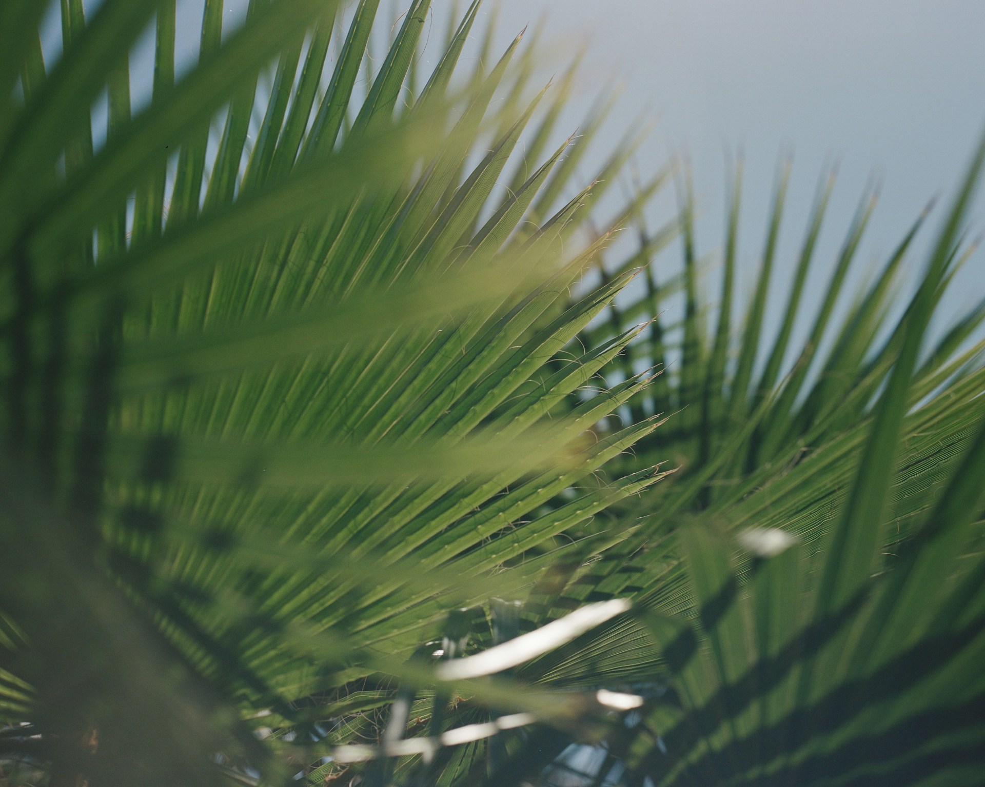 A blurry photo of a palm tree