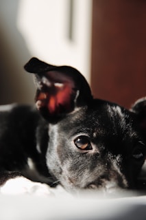 A black dog laying on top of a bed