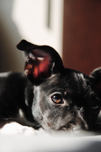 A black dog laying on top of a bed