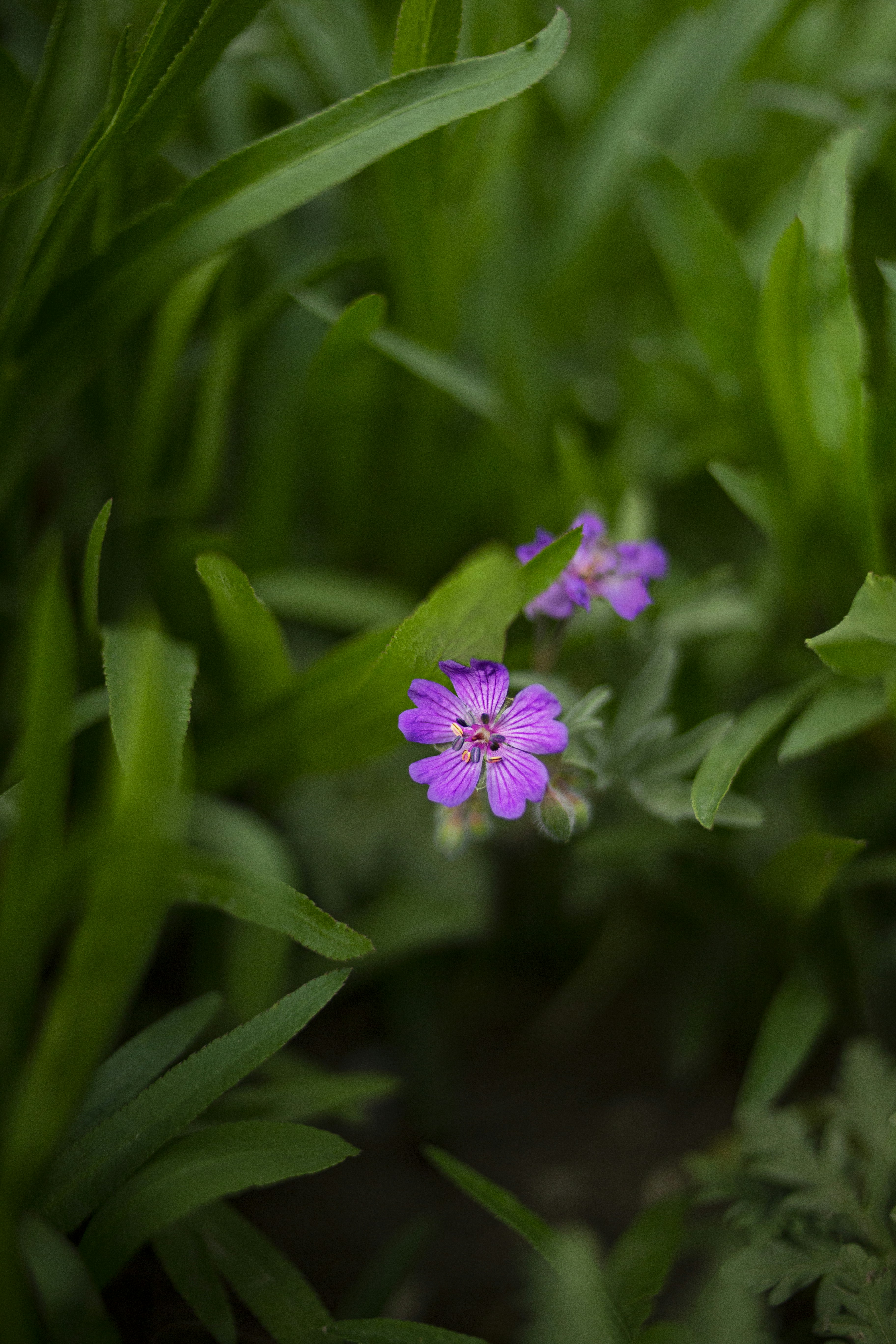 A close up of a purple flower in the grass