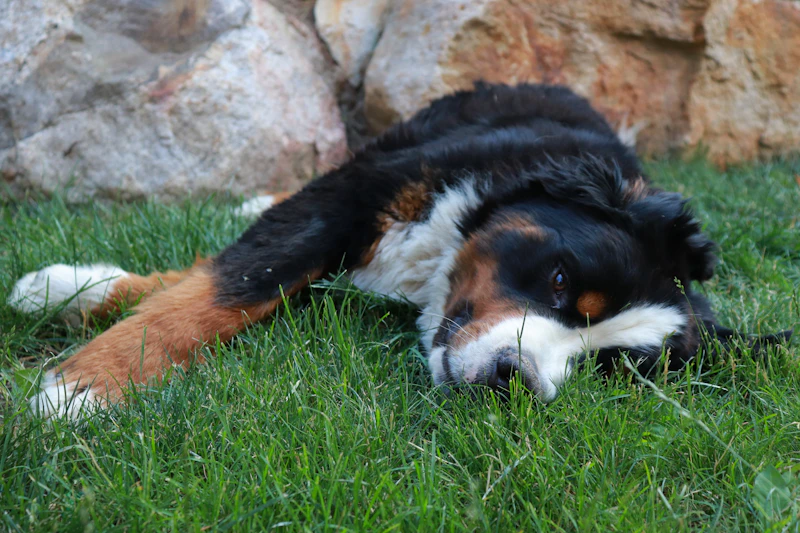 Balou vom Sonnenhang aus dem B-Wurf 2012, mit 13 Jahren im Gras an einer Steinmauer