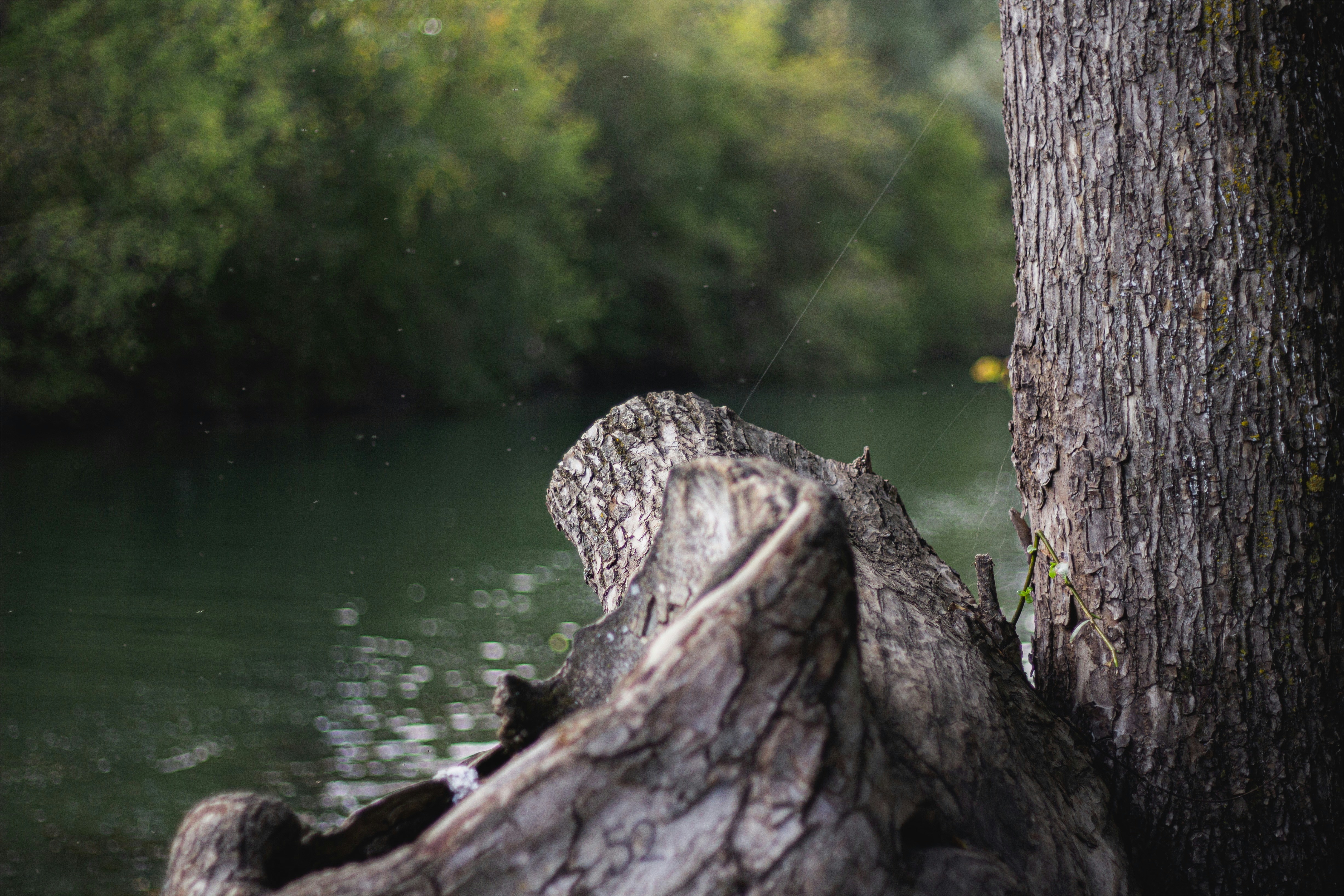 A bird perched on a tree next to a body of water