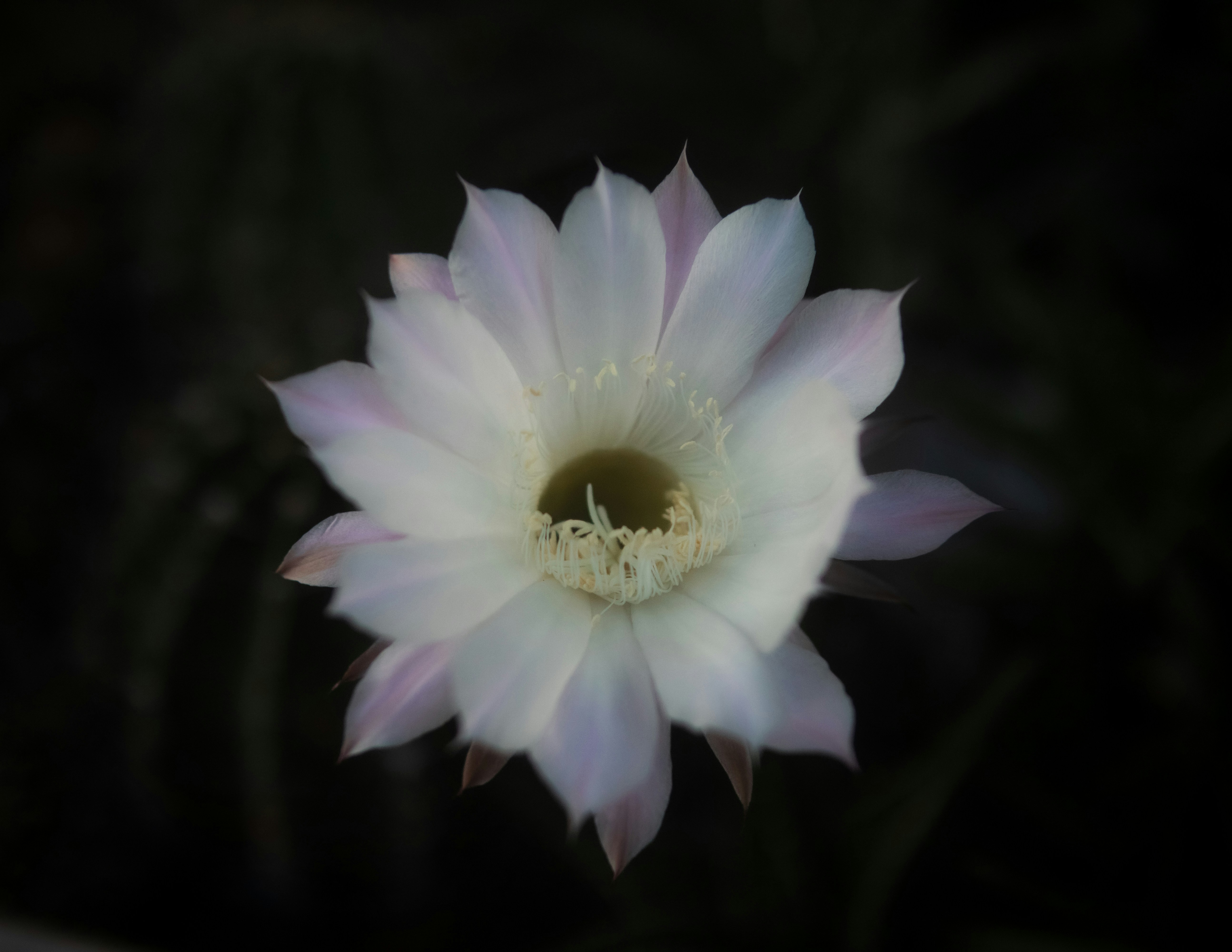 A white flower with a black background