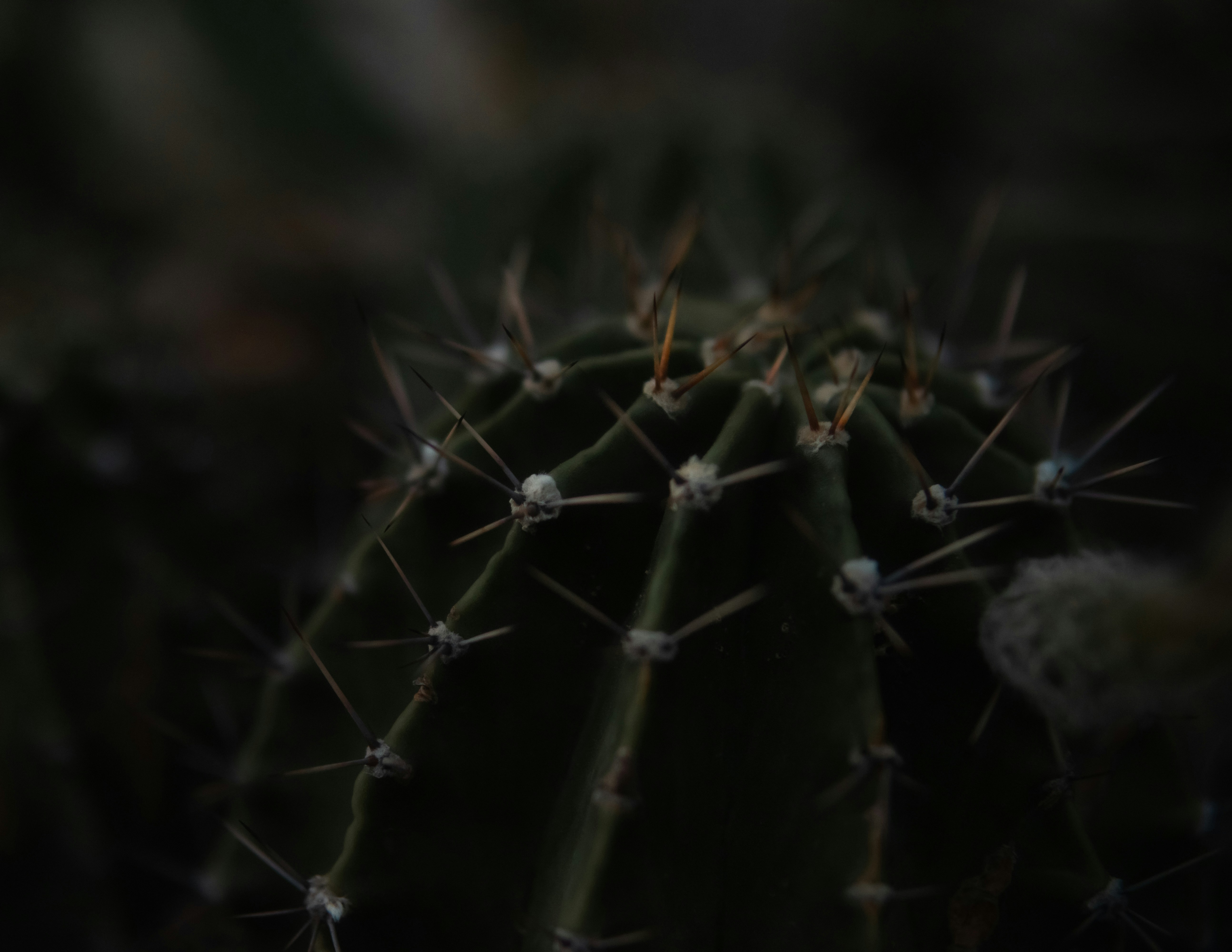 A close up of a cactus plant with many spikes