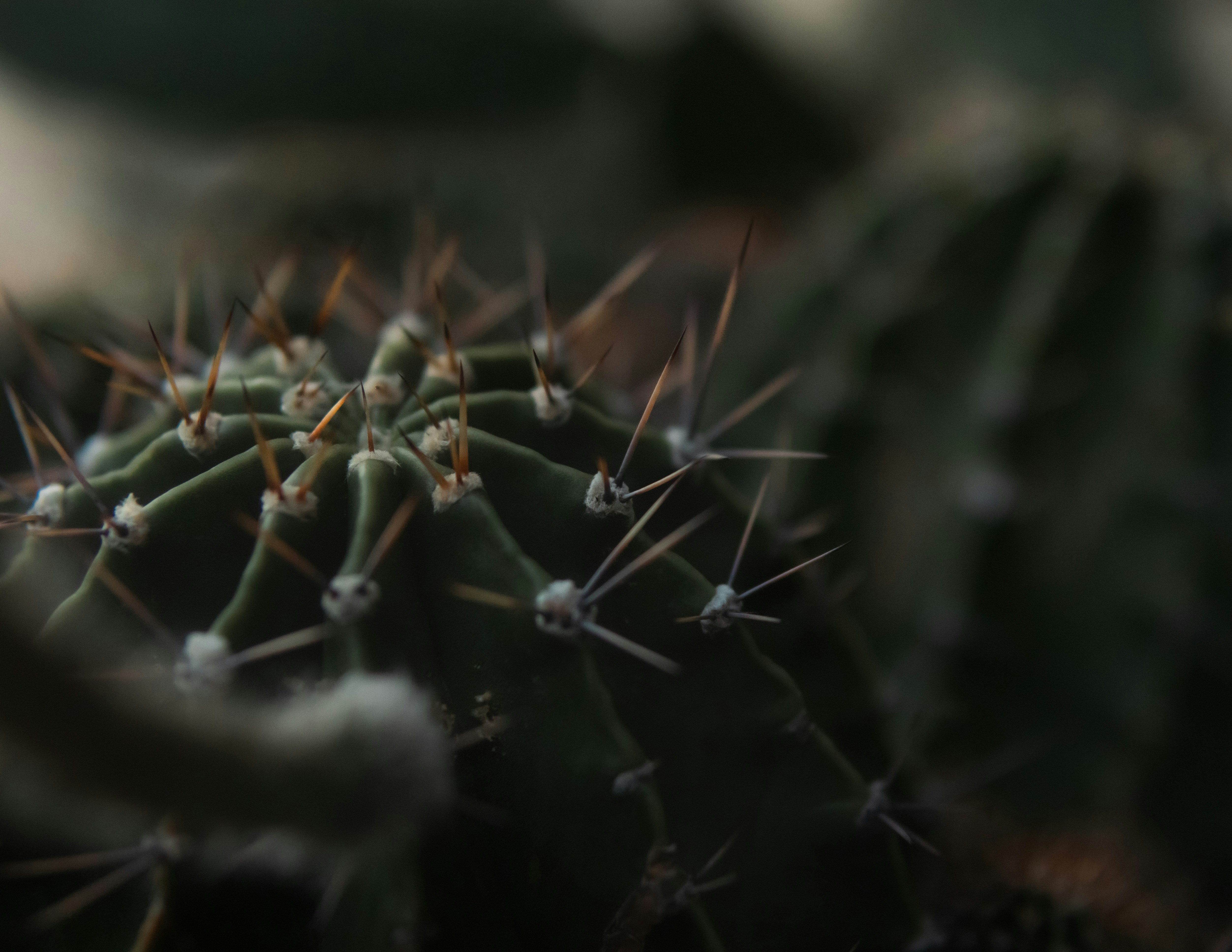 A close up of a cactus with many small needles