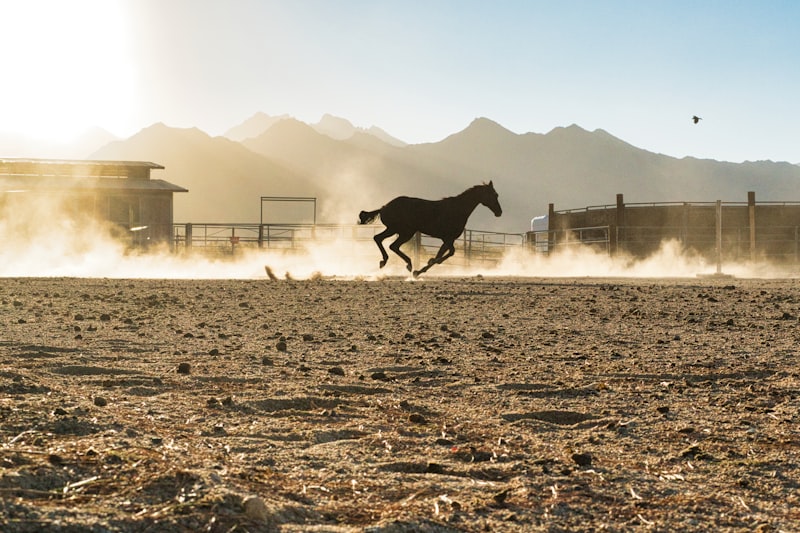 Horse running across open ranch landscape at Living Waters Restoration Ranch
