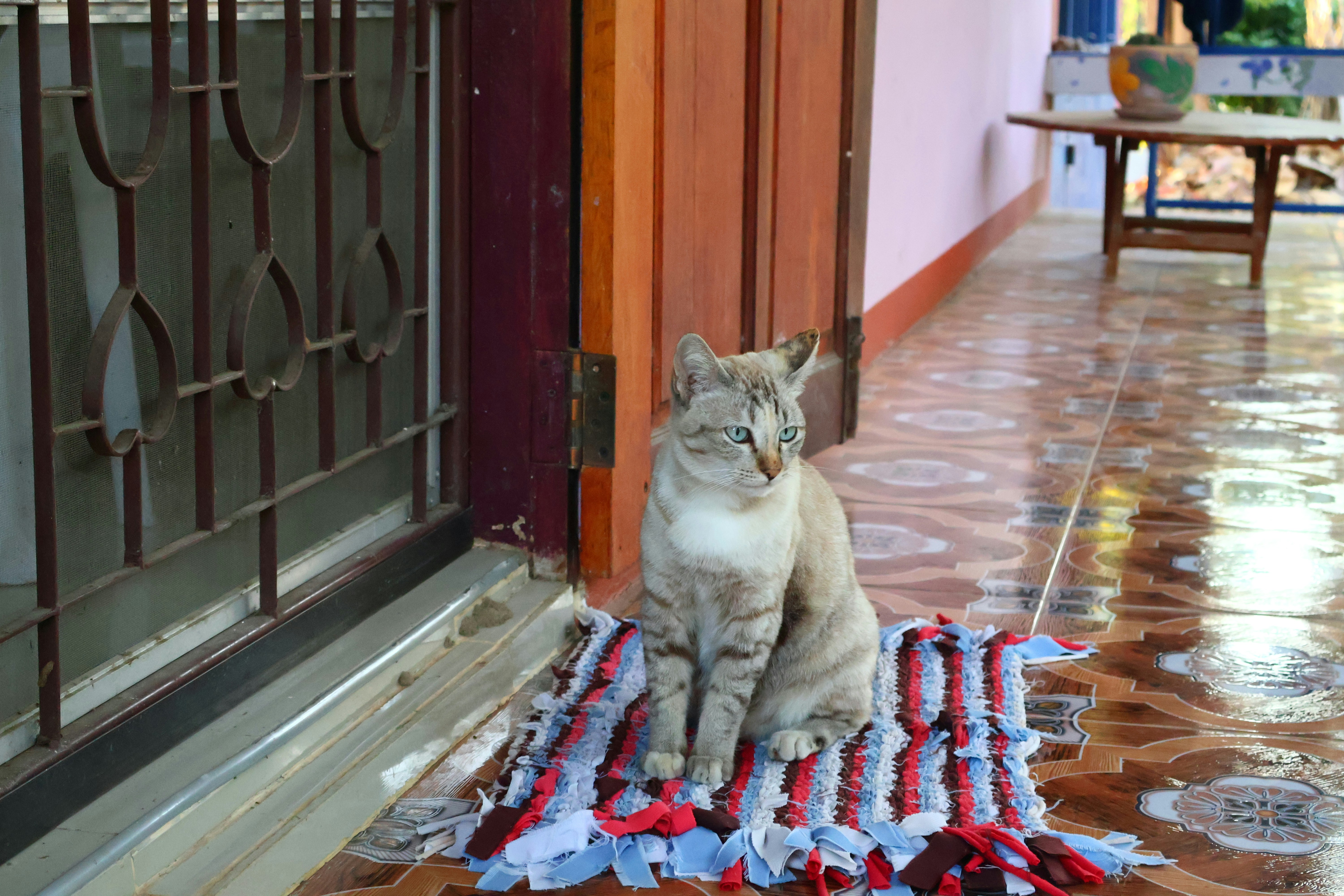 A cat sitting on top of an american flag rug