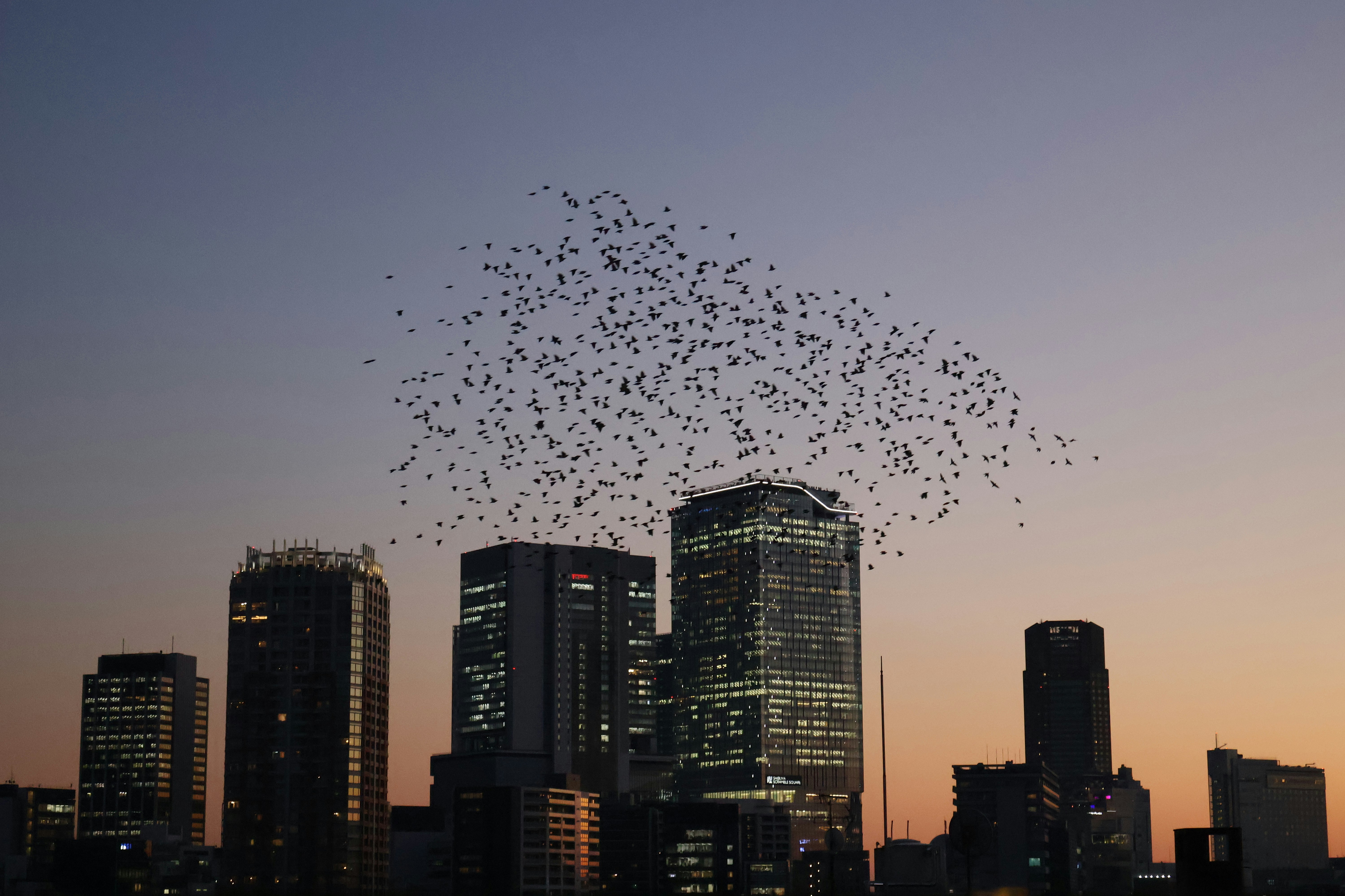 A large flock of birds flying over a city