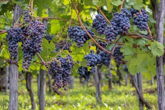 A bunch of grapes hanging from a vine