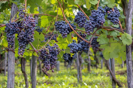 A bunch of grapes hanging from a vine