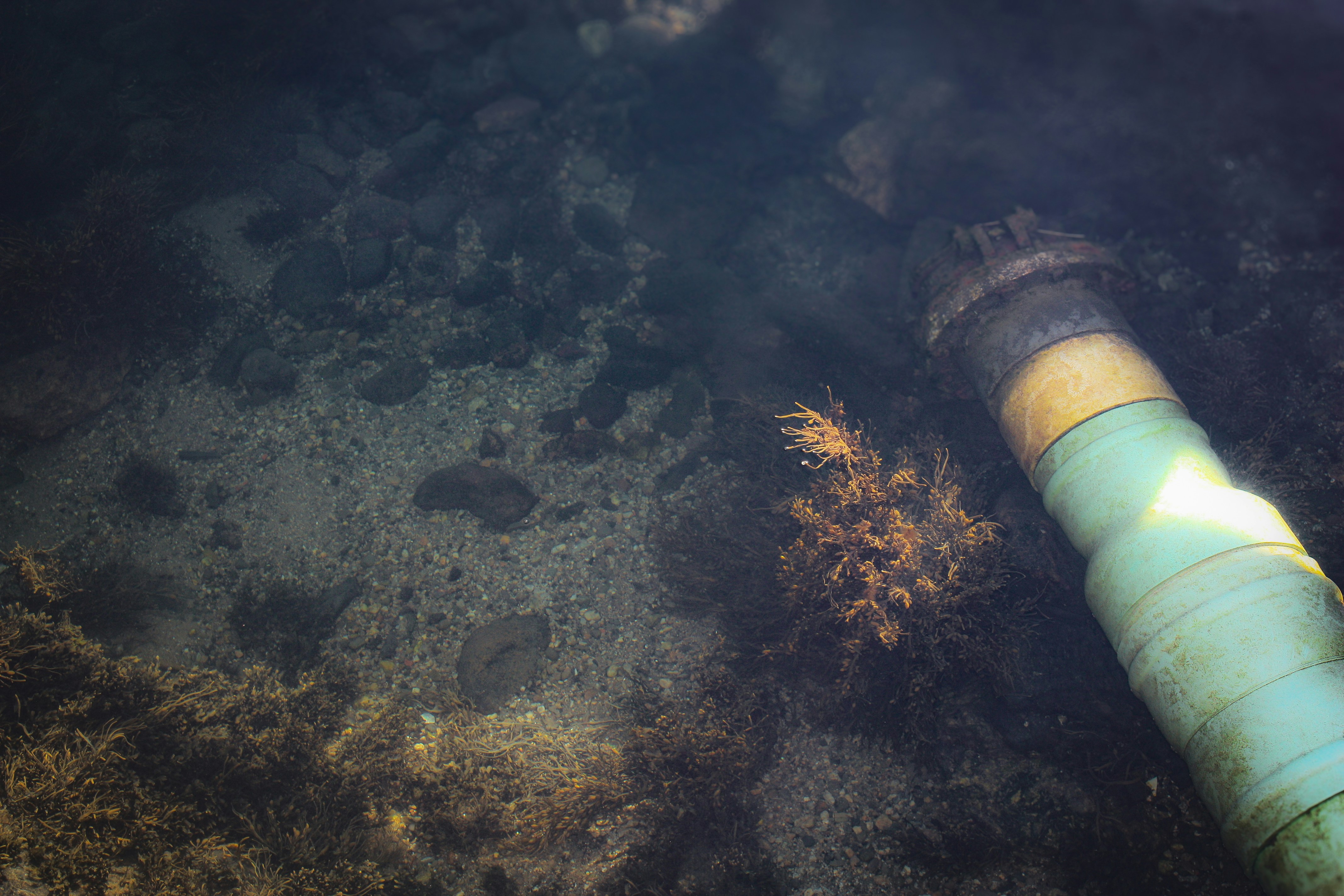 Crushing Pressure Forges Unbreakable Deep-Sea Shells