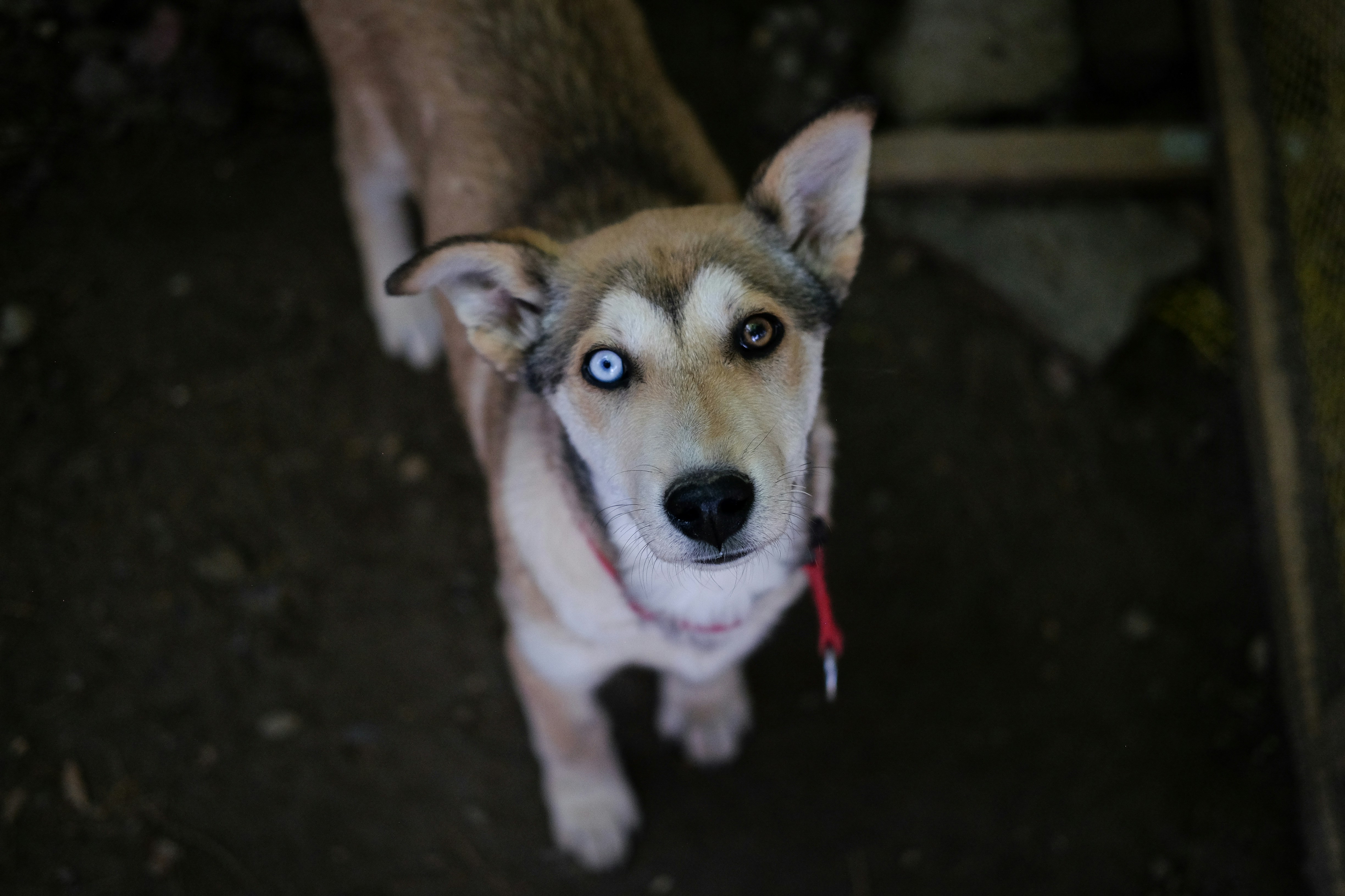 A dog with blue eyes looking up at the camera
