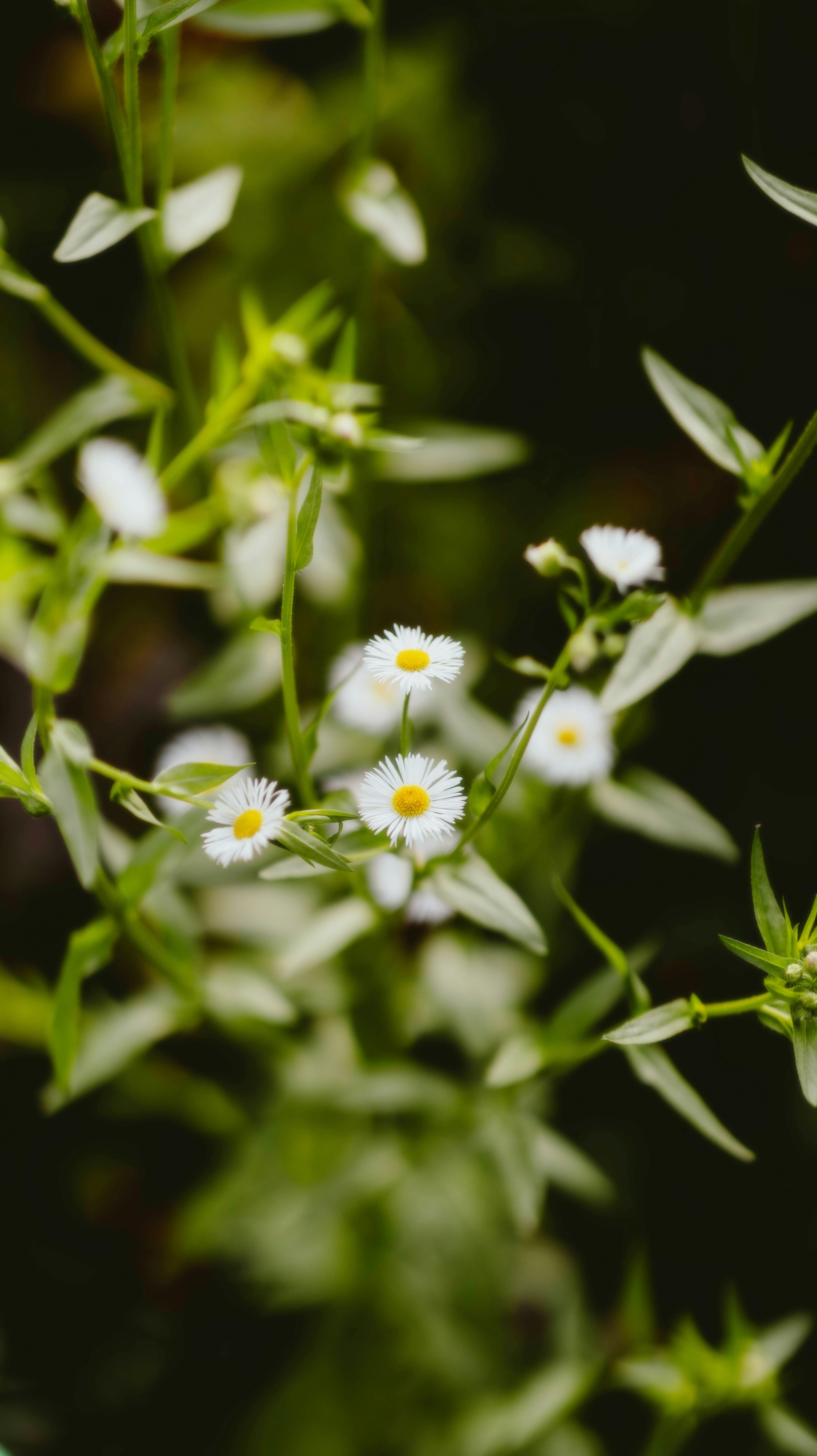 A close up of a bunch of white flowers