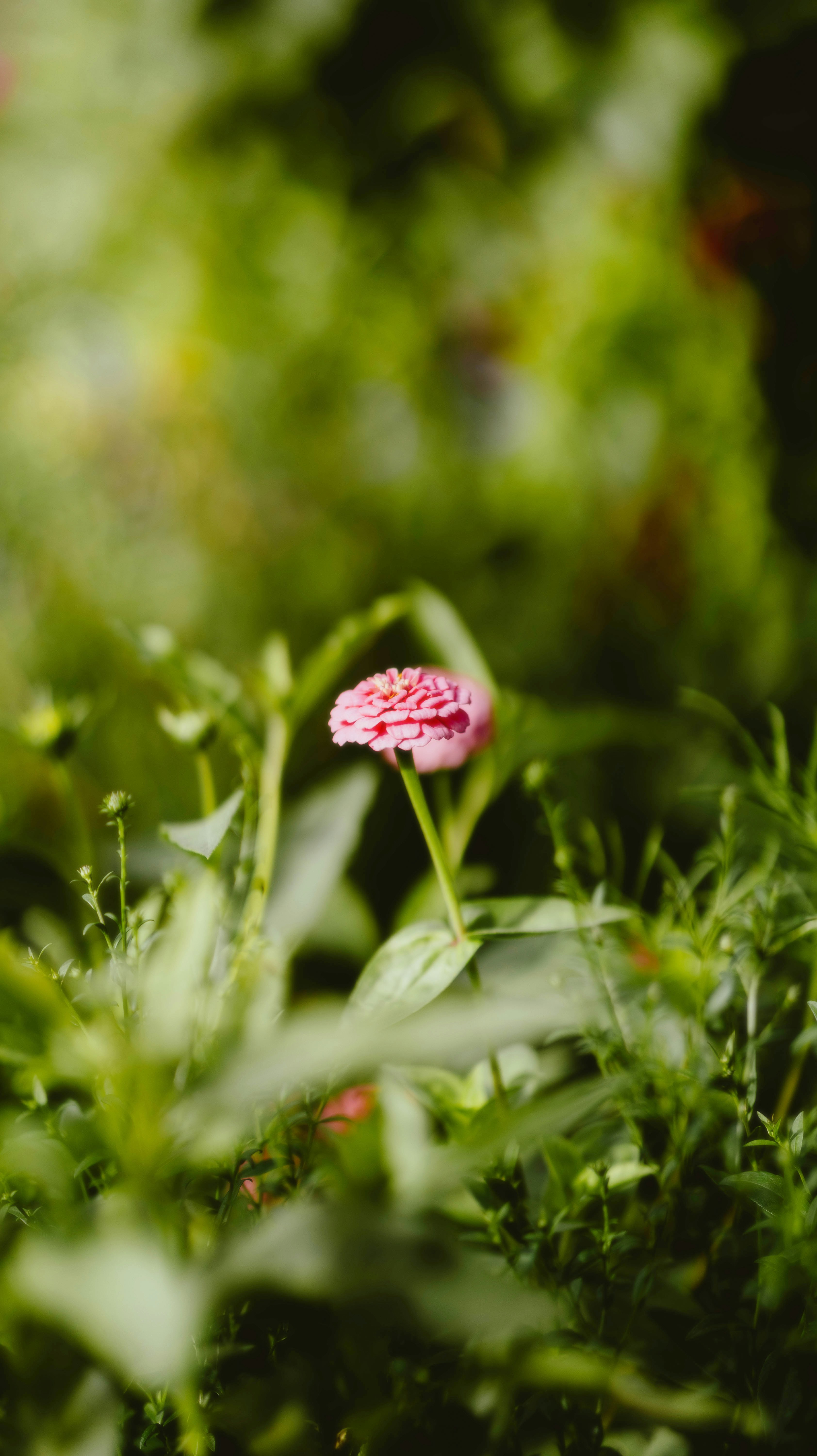 A small pink flower sitting in the middle of a lush green field