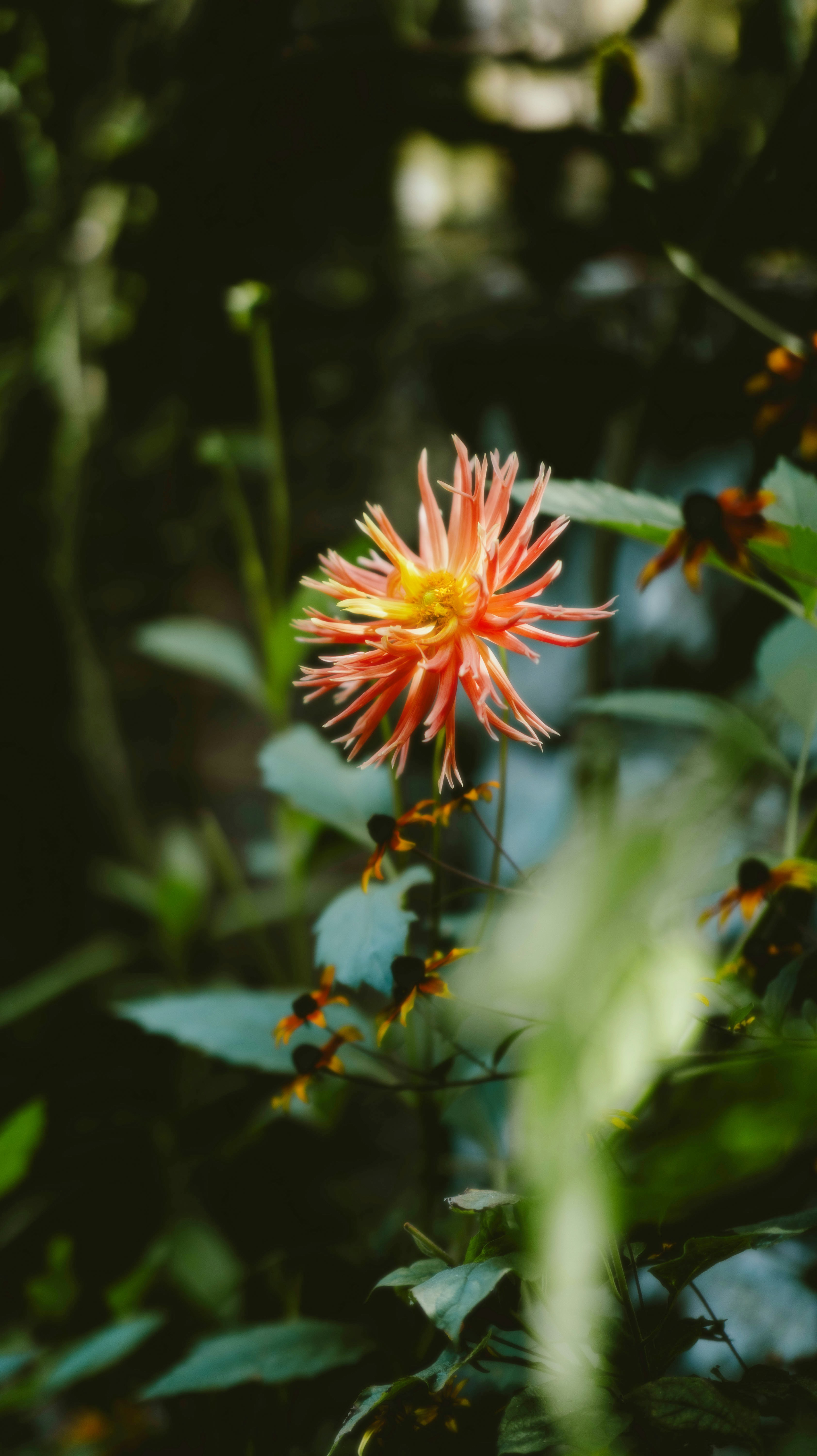 Photo by alingavriliuc