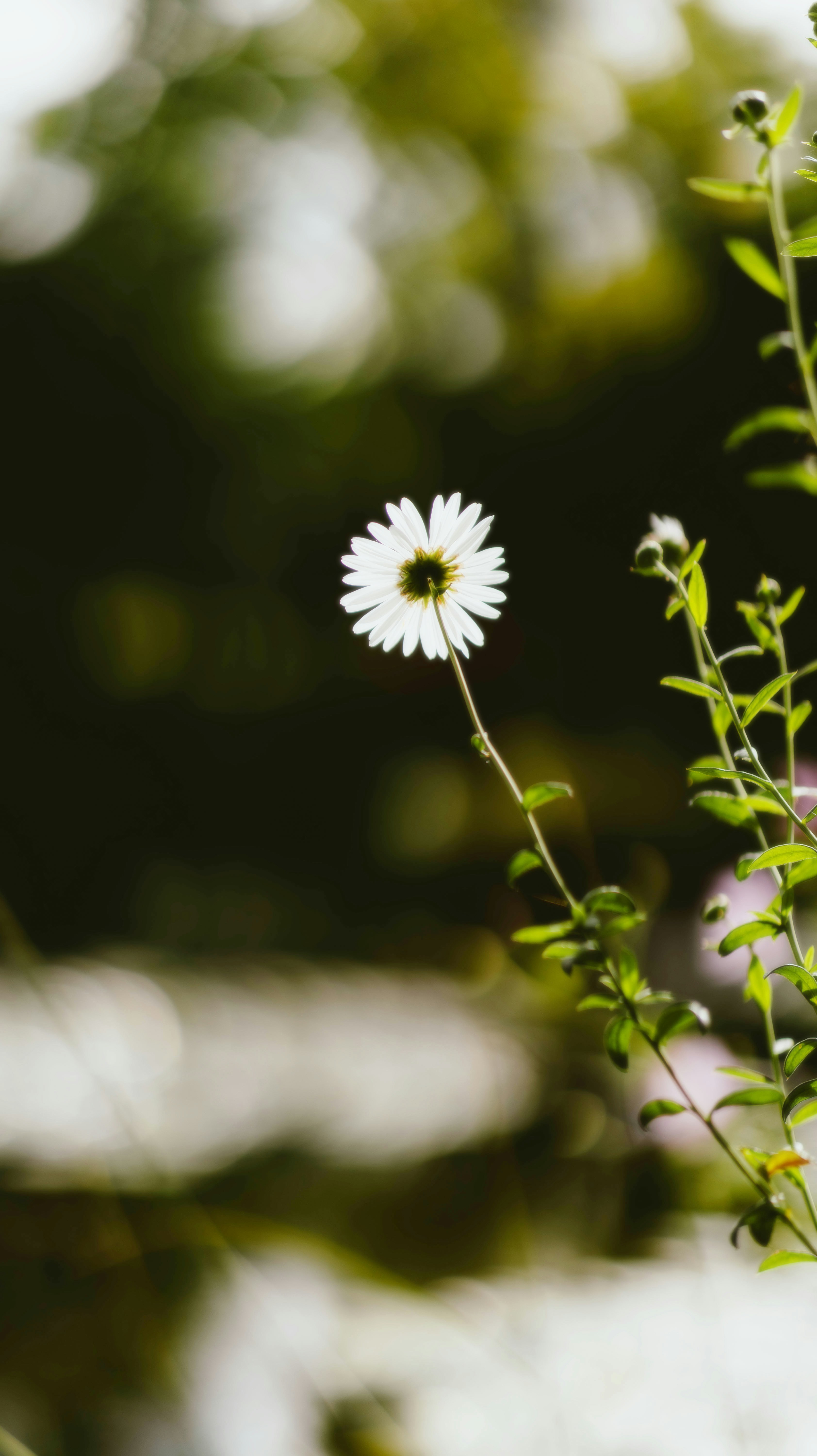 Photo by alingavriliuc