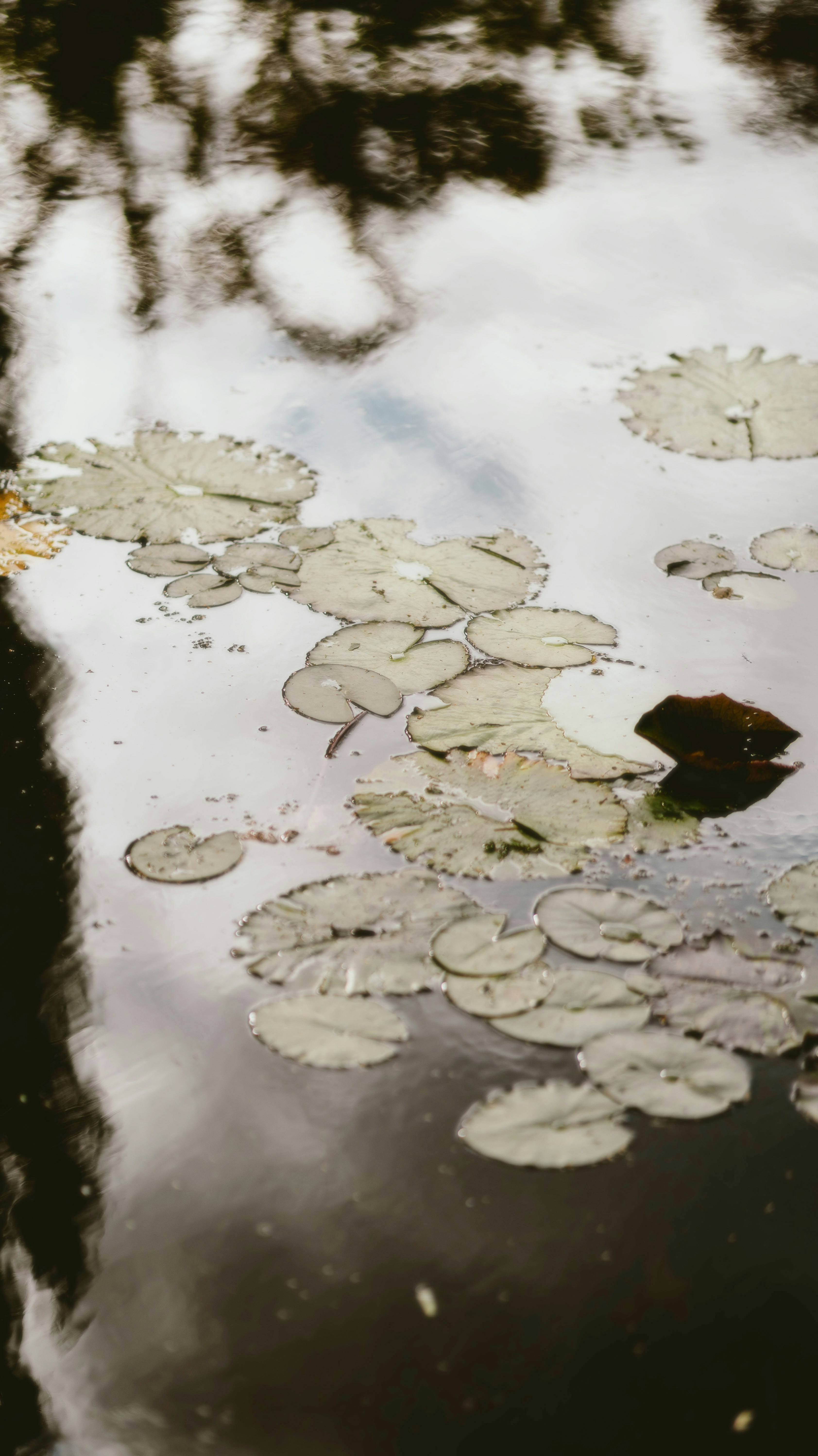 Photo by alingavriliuc