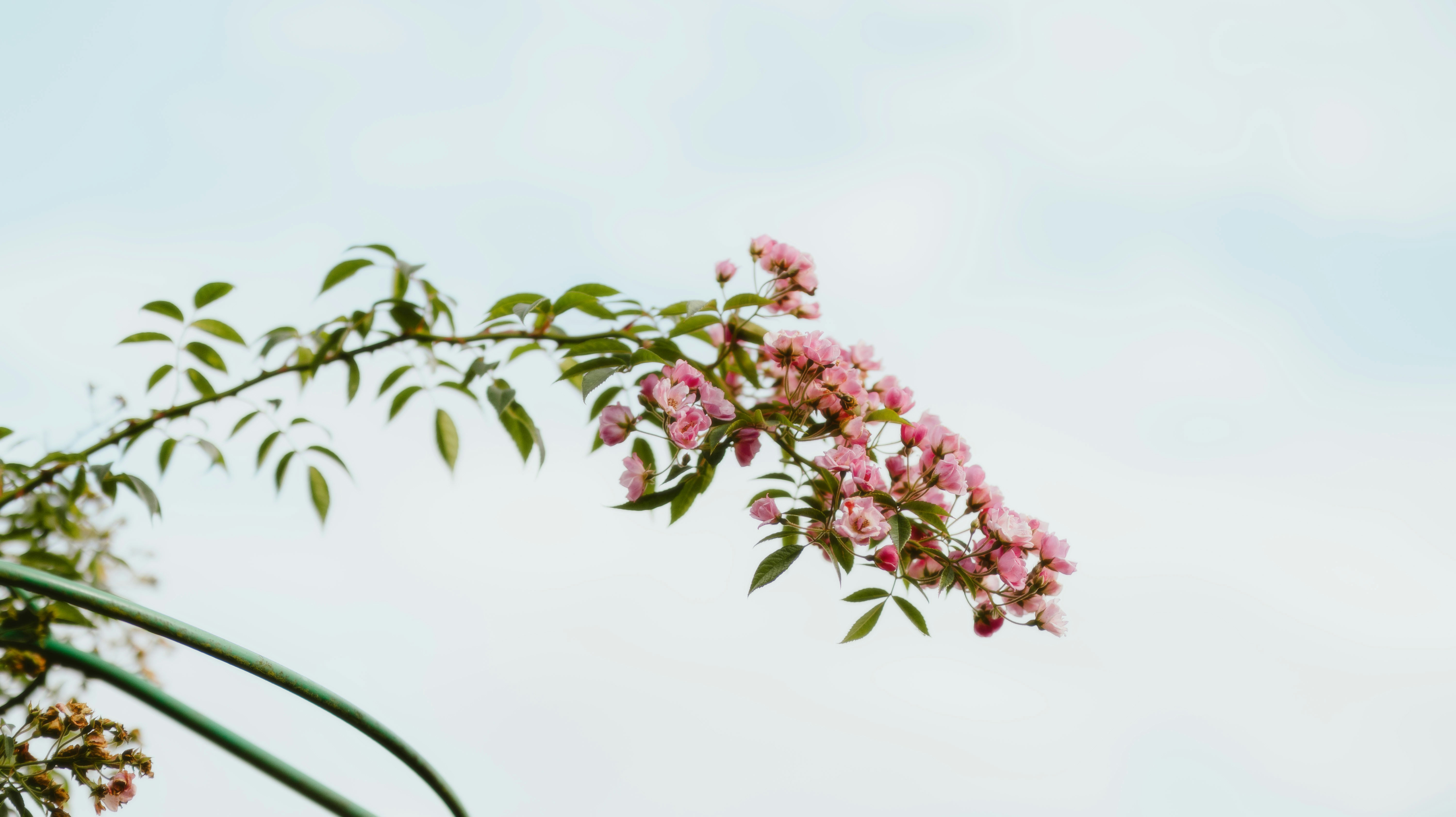 photo 1726518424275 682980002689?crop=entropy&cs=tinysrgb&fit=max&fm=jpg&ixid=M3w1MjQ0NjR8MHwxfHNlYXJjaHwxMXx8THVzaCUyMGdhcmRlbnxlbnwwfDB8fHwxNzI4NTkxNzc2fDA&ixlib=rb 4.0